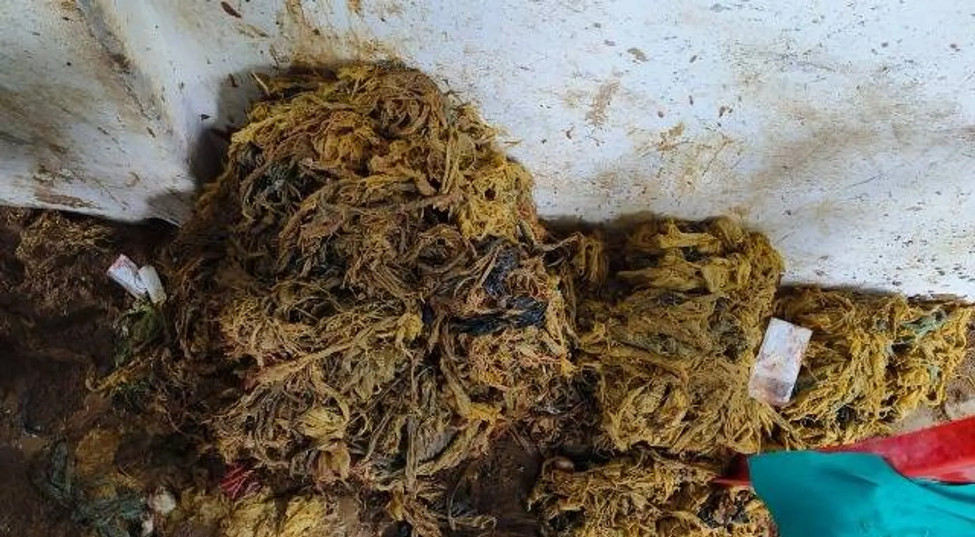 ଗାଈ ପେଟରୁ ବାହାରିଲା ୩୦ କିଲୋ ପଲଥିନ୍