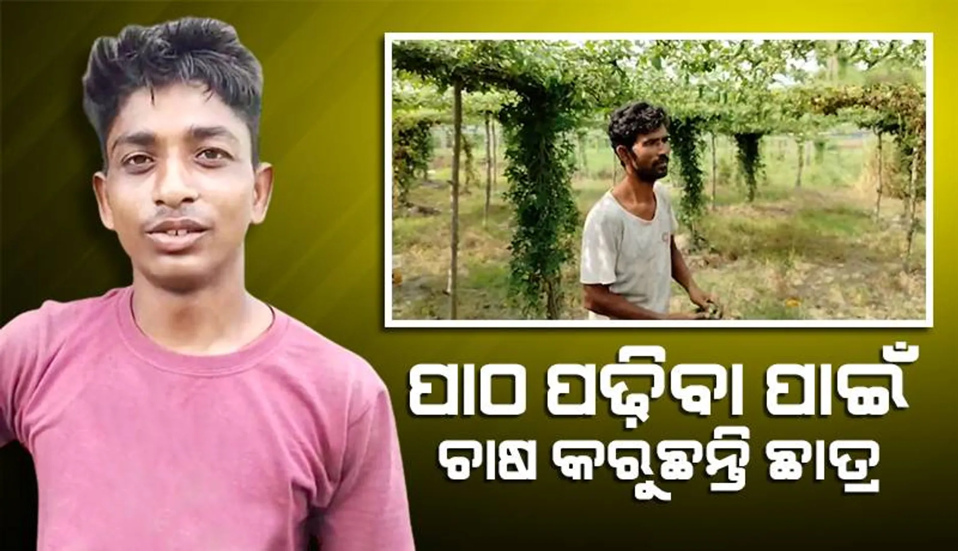 ପାଠପଢ଼ା ଖର୍ଚ୍ଚ ଉଠାଇବା ପାଇଁ ଚାଷ କାମ ଆରମ୍ଭ କରିଥିବା ଛାତ୍ର ୬ମାସରେ ୩ଲକ୍ଷ ଟଙ୍କା ରୋଜଗାର କରିଛନ୍ତି