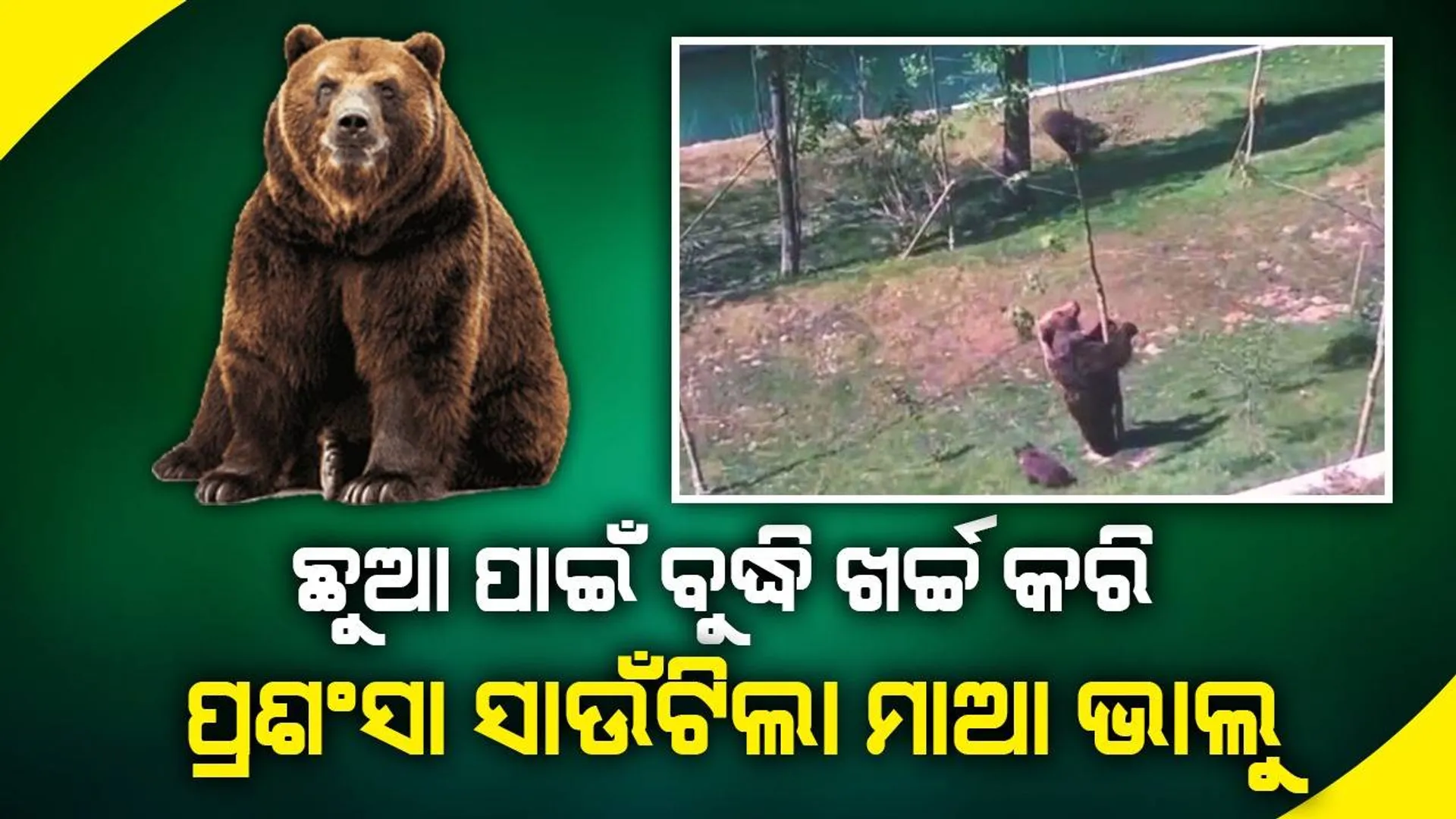 ଗଛକୁ ଚଢ଼ିଥିଲା ଭାଲୁ ଛୁଆ; ତଳକୁ ଓହ୍ଲାଇ ଆଣିବାକୁ ଏପରି କଲା ମାଆ ଭାଲୁ