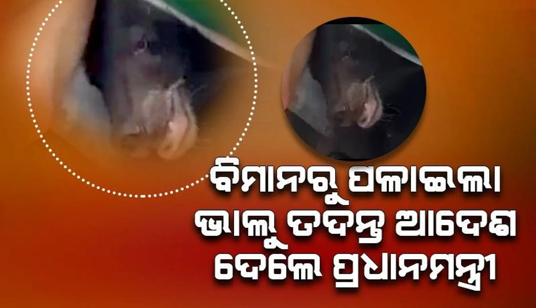 ଦୁବାଇ ବିମାନ ବନ୍ଦରରେ ଯାତ୍ରୀବାହୀ ବିମାନରୁ ଖସି ପଳାଇଲା ଭାଲୁ; ତଦନ୍ତ ପାଇଁ ଆଦେଶ ଦେଲେ ଇରାକ୍‌ର ପ୍ରଧାନମନ୍ତ୍ରୀ