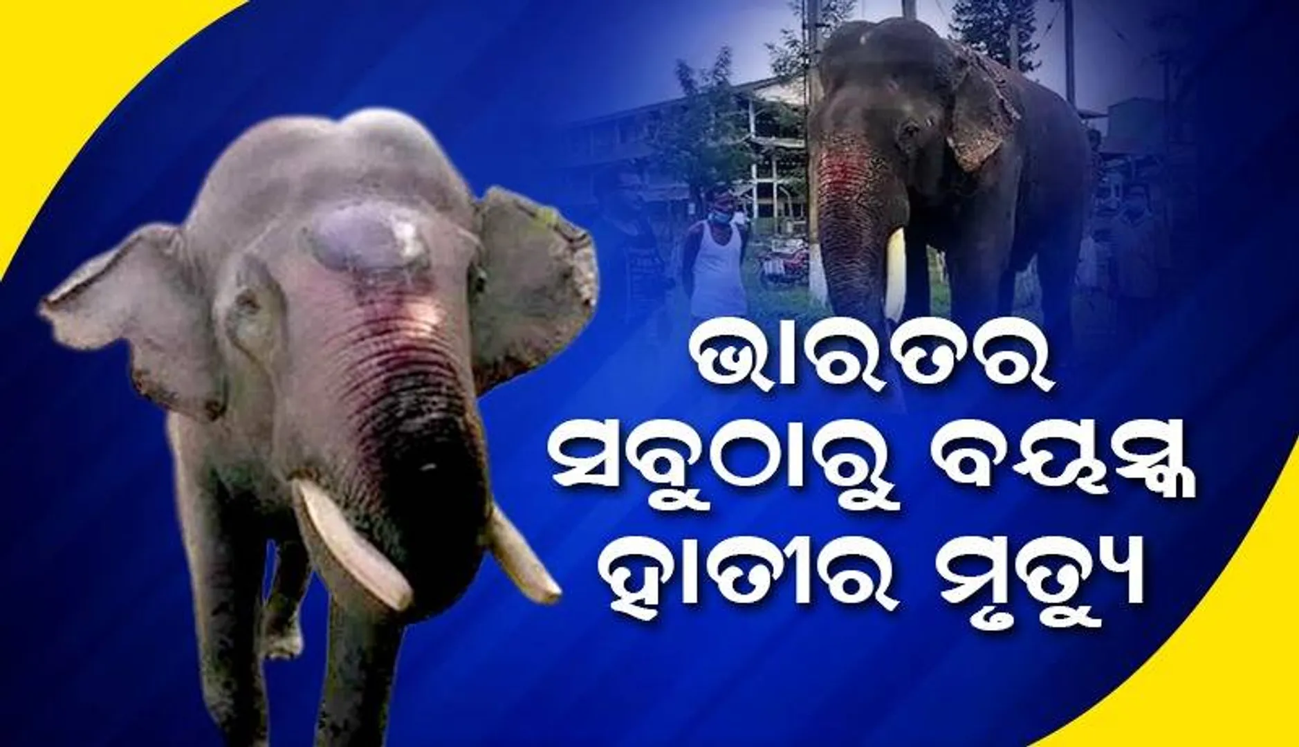 ଆଖିବୁଜି‌ଲା ଭାରତର ସବୁଠାରୁ ବୟସ୍କ ହାତୀ, ନାମ ଥିଲା ବିଜୁଳି ପ୍ରସାଦ