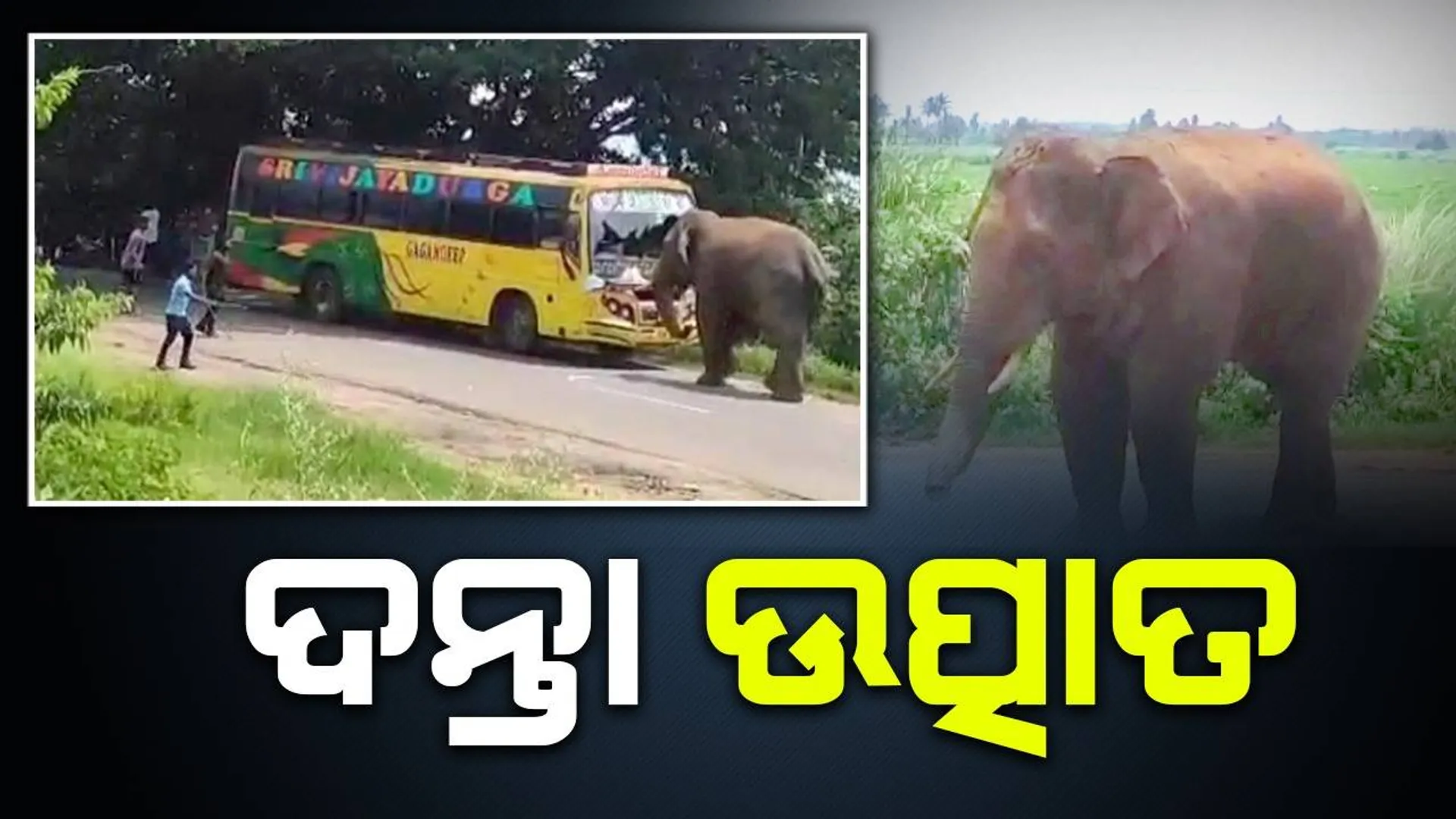 ରାସ୍ତା ମଝିରେ ବସ୍‌କୁ ଅଟକାଇ ଠେଲିଲା, ଲୋକଙ୍କୁ ଆକ୍ରମଣ କଲା ଦନ୍ତା