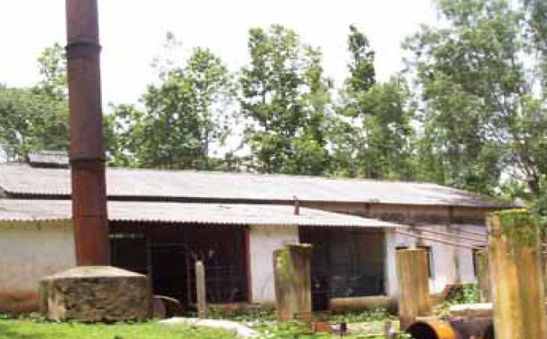 ଚା ବଗିଚା ଏବେ ଚାରଣ ଭୂମି: ଦିନରେ ଗୋରୁଗାଈ ଚରୁଛନ୍ତି, ରାତିରେ କାଠ ମାଫିଆଙ୍କ ଆଡ଼ା