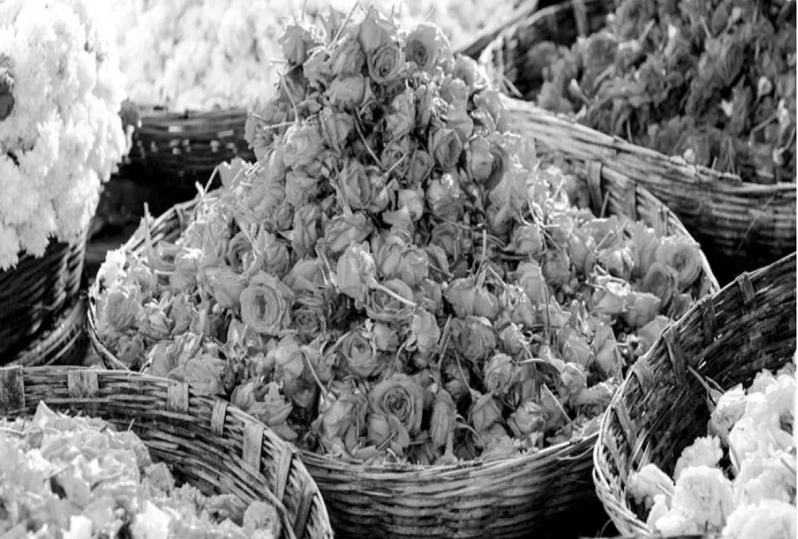 ବଣିଜ ବିଚାର: ରାଜ୍ୟରେ ଫୁଲ ଚାଷ ଓ ବେପାର