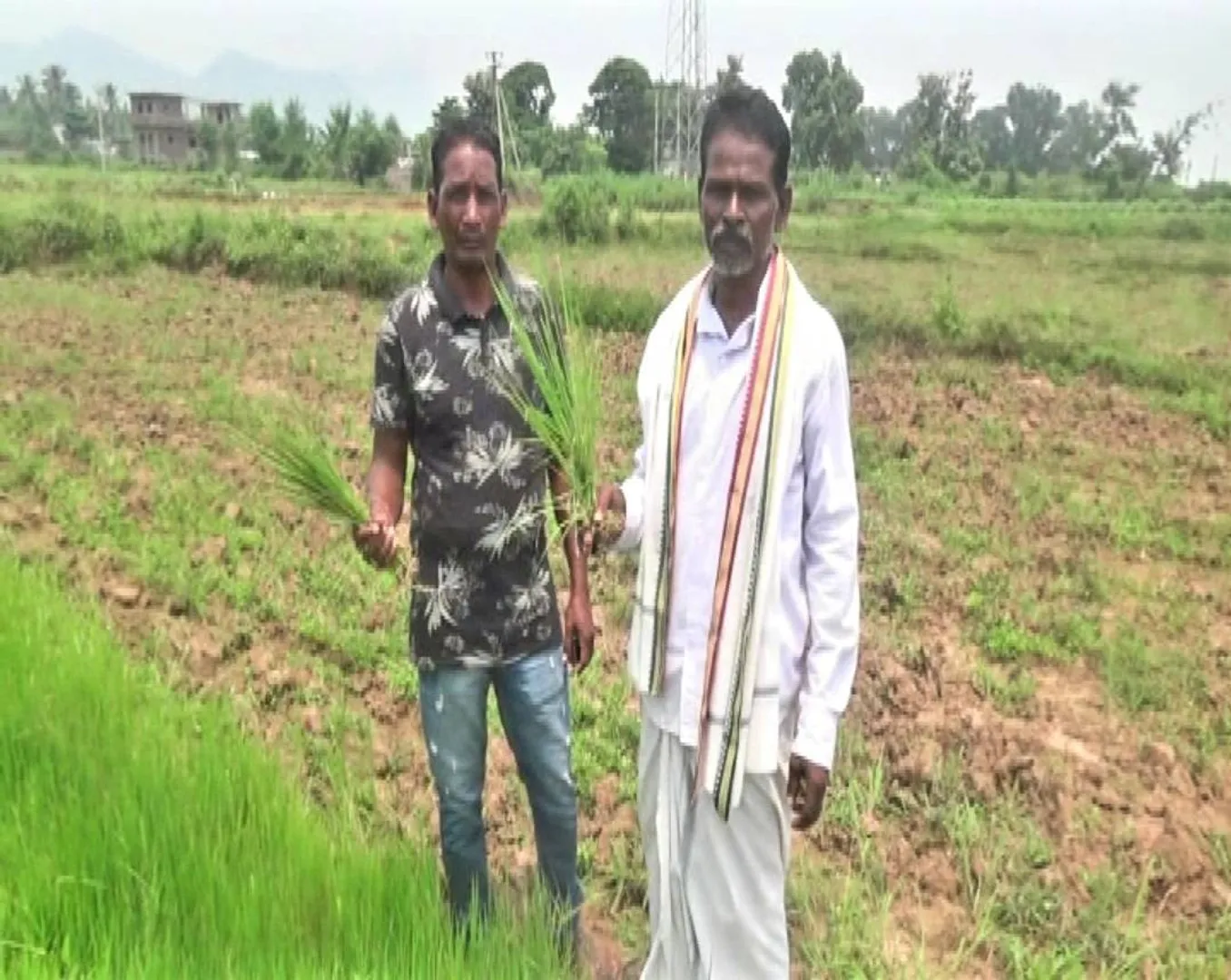 ବର୍ଷା ନାହିଁ, ଜମି ଫାଟି ଆଁ: କେନାଲ ଶୁଖିଲା ପଡ଼ିଛି, ଚିନ୍ତାରେ ଚାଷୀ