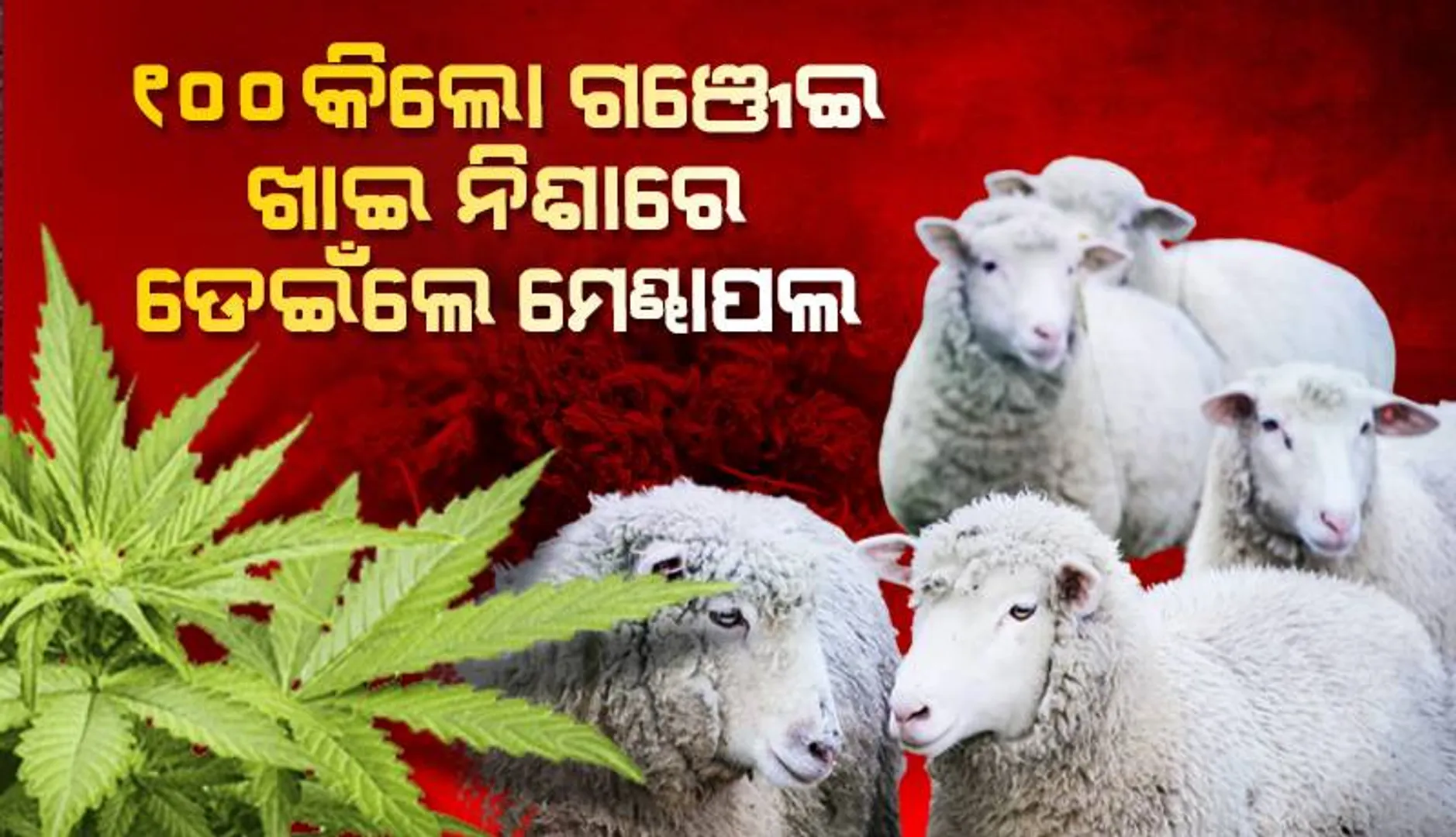 ୧୦୦ କିଲୋ ଗଞ୍ଜେଇଗଛ ଖାଇଗଲେ ଭୋକିଲା ମେଣ୍ଢାପଲ; ନିଶା ଚଢ଼ିଯିବାରୁ…
