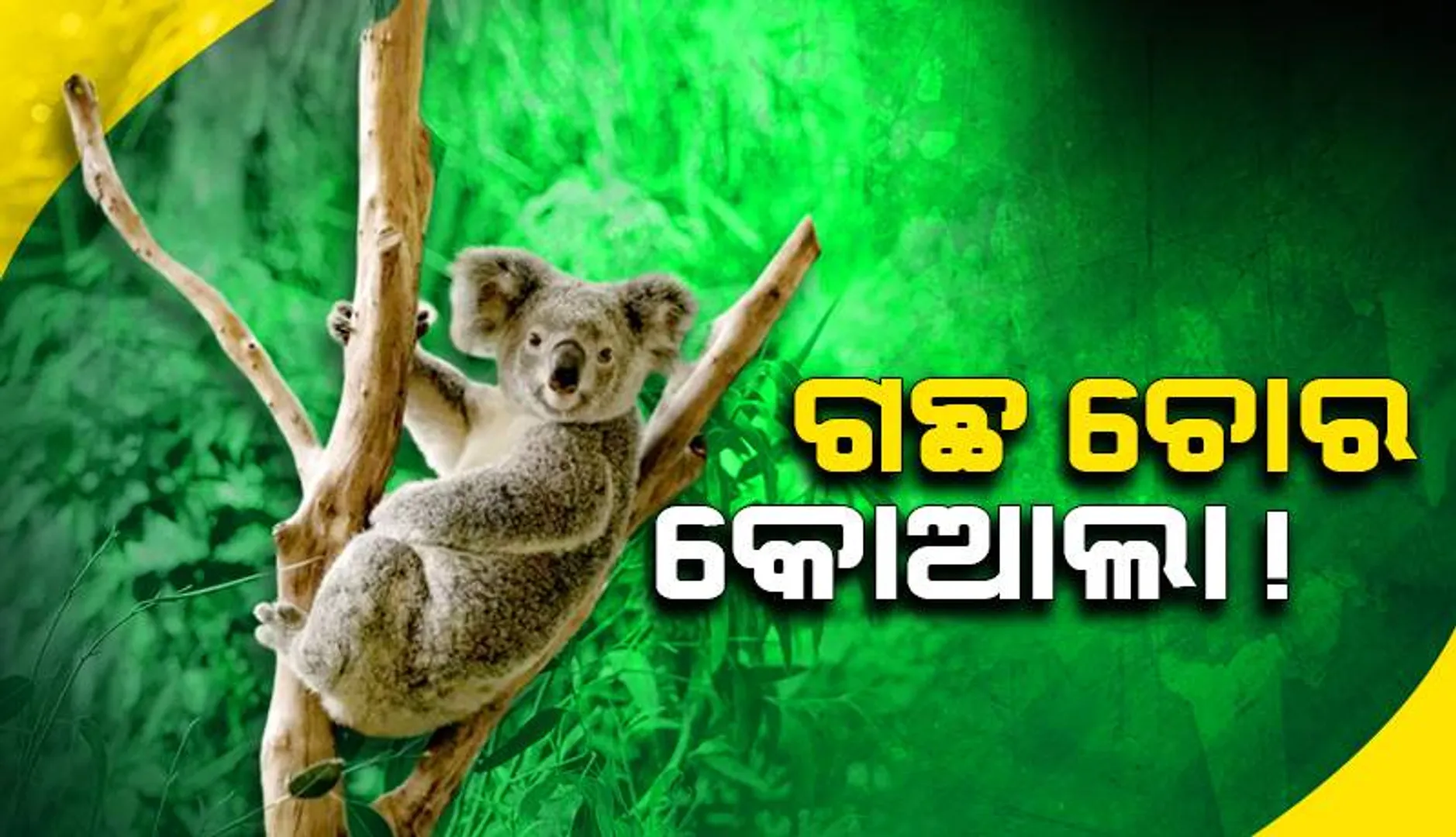 ଗଛ ଚୋର କୋଆଲା! ୩ ଲକ୍ଷ ୧୬ ହଜାର ଟଙ୍କାର ଚାରା ଉଭାନ