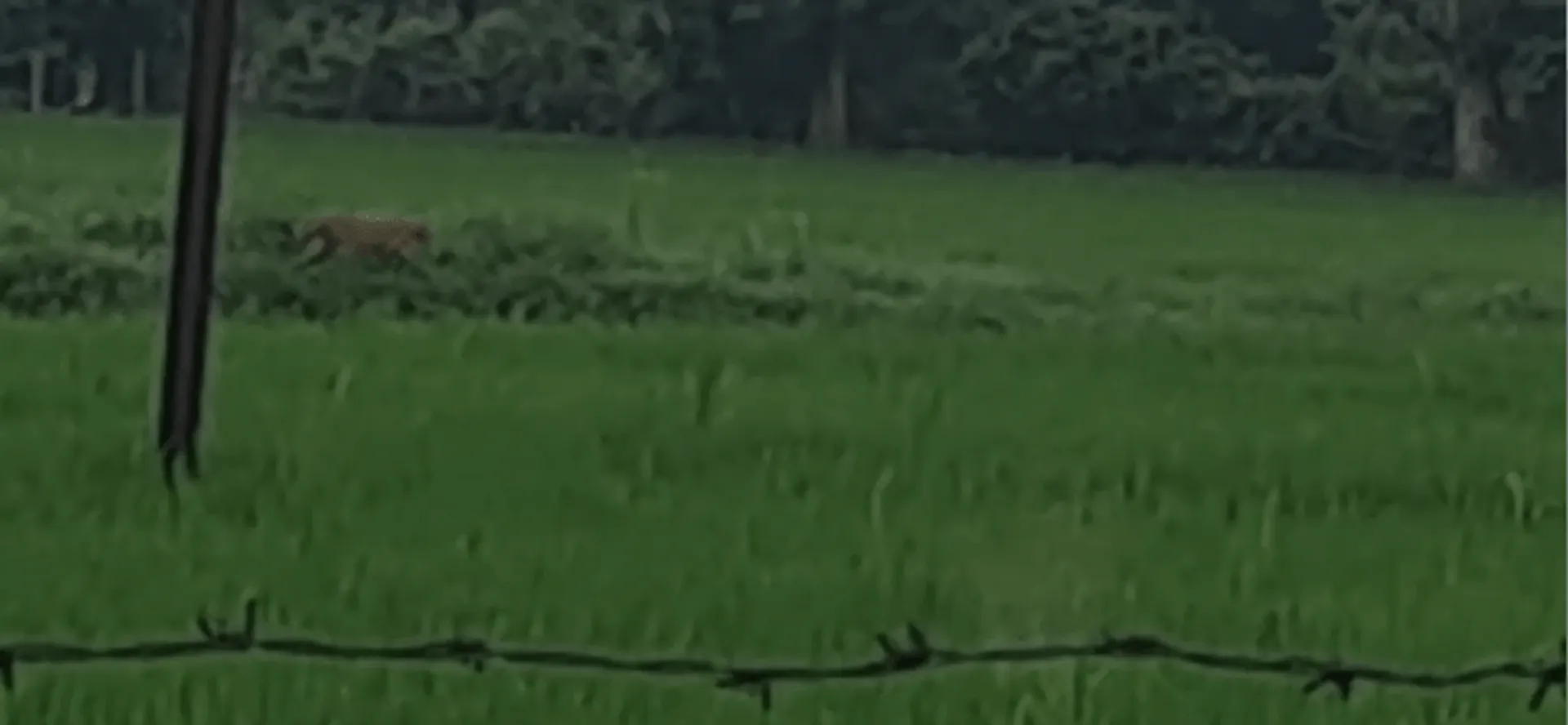 ଉଲୁଣ୍ଡାରେ ମହାବଳ ବାଘ