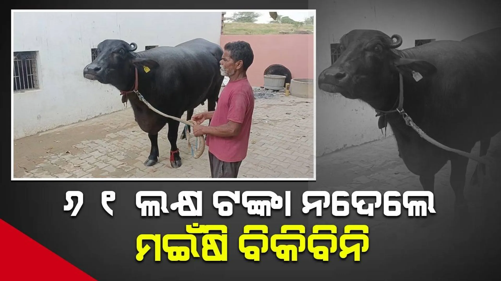 ଦିନକୁ ୪୦ କିଲୋ ଗାଜର ଖାଉଛି ମଇଁଷି ’ଧର୍ମା’; ଜିତୁଛି ସୌନ୍ଦର୍ଯ୍ୟ ପ୍ରତିଯୋଗିତା