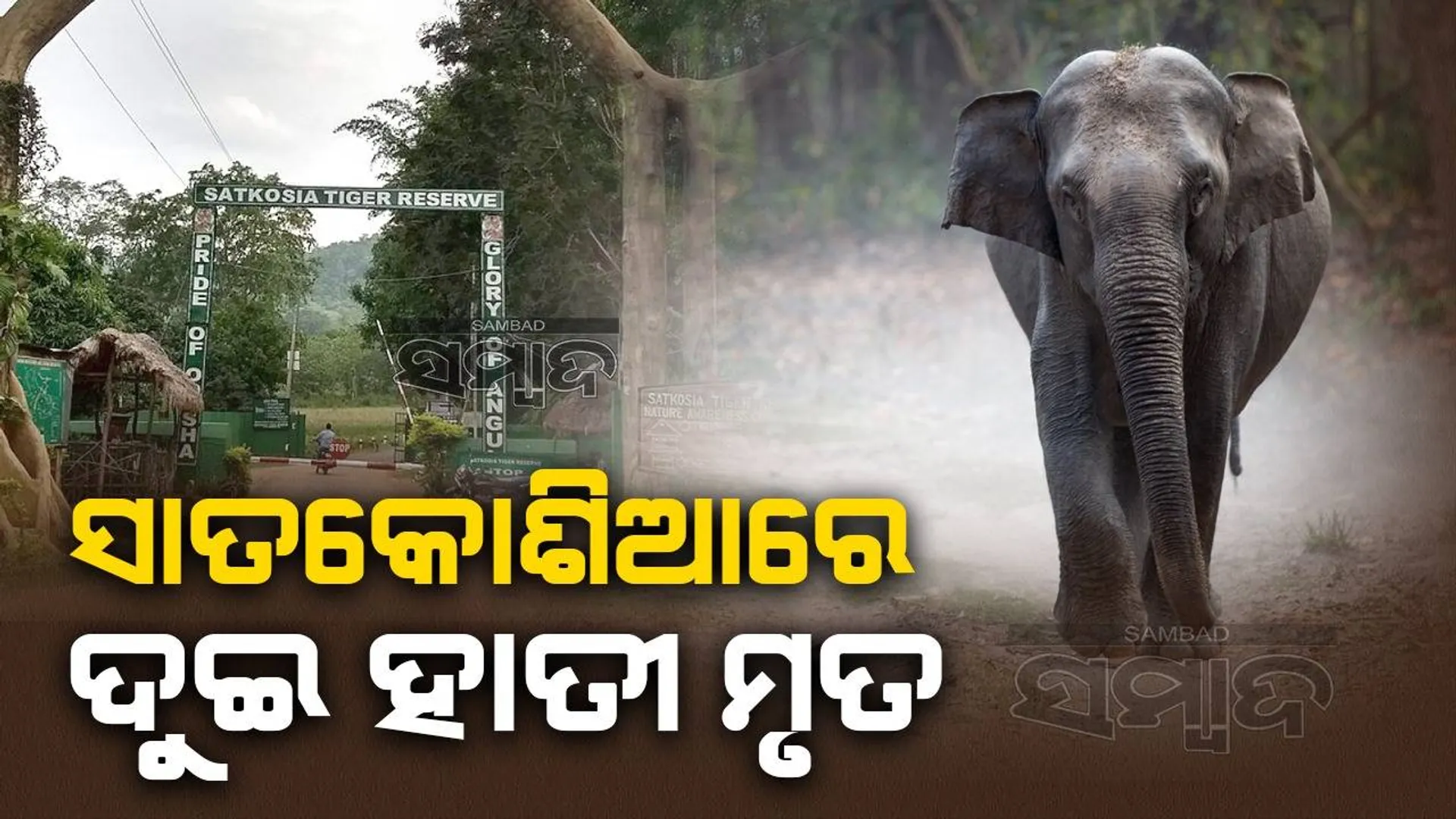 ସାତକୋଶିଆରେ ଅଘଟଣ: ବିଦ୍ୟୁତ ଆଘାତରେ ଦୁଇ ହାତୀ ମୃତ