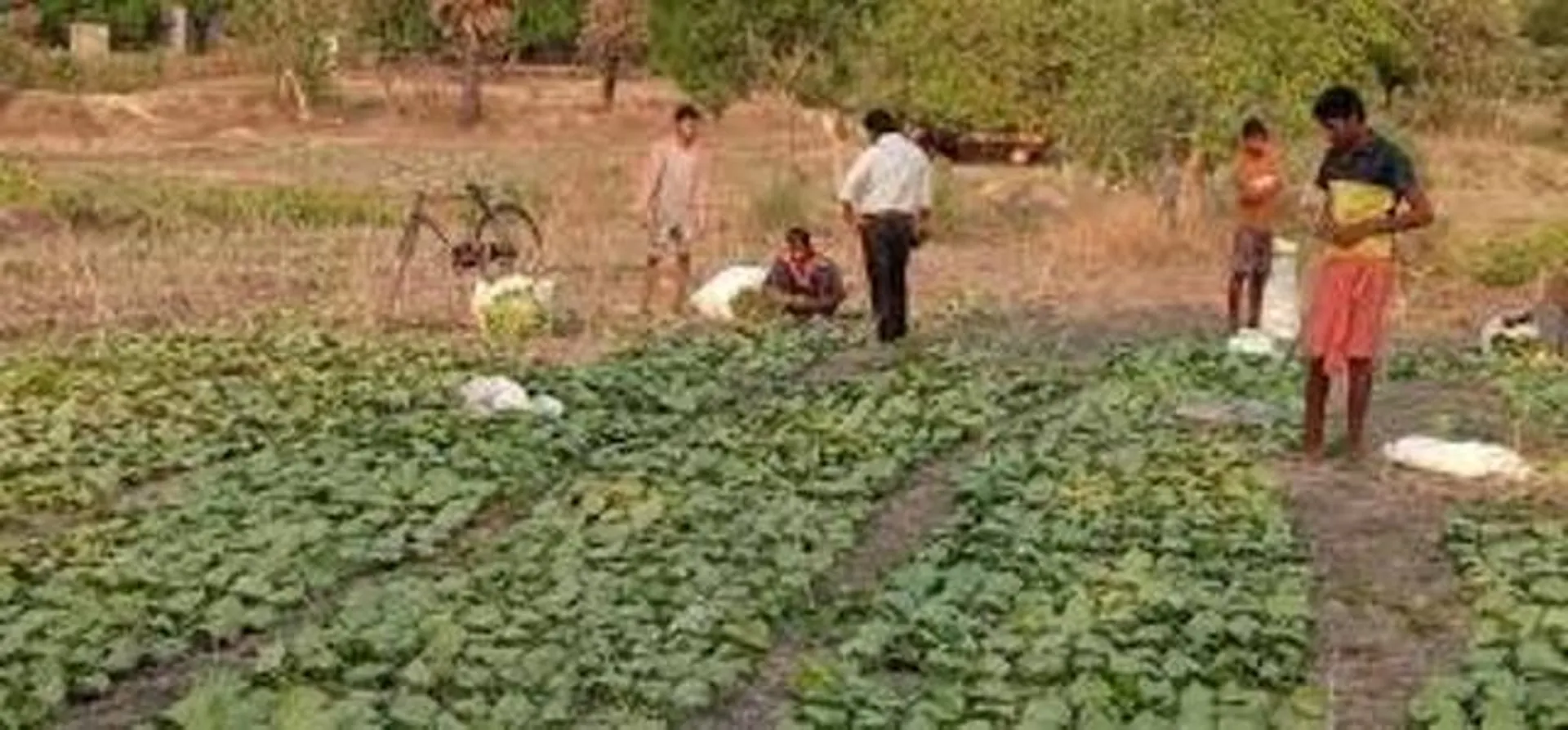 କେନ୍ଦୁପତ୍ର ଶ୍ରମିକଙ୍କ ପରିବାର ପାଇଁ ଖୁସି ଖବର: ୯୧ ହଜାର ପିଲାଙ୍କୁ ଛାତ୍ରବୃତ୍ତି ଦେବାକୁ ଉଦ୍ୟମ ଆରମ୍ଭ
