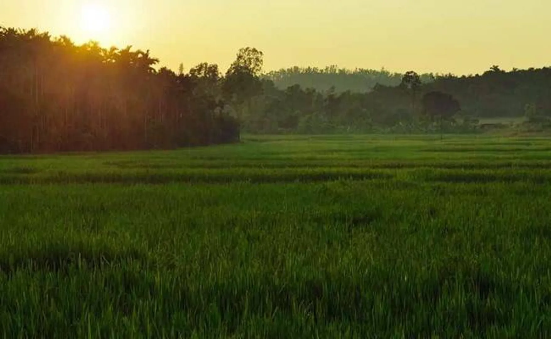 ଖରିଫ ଧାନ ପାଇଁ ଚାଷୀ ପଞ୍ଜୀକରଣ: ୫୧ ହଜାର ୧୩୦ ଚାଷୀ କରିଛନ୍ତି ଆବେଦନ