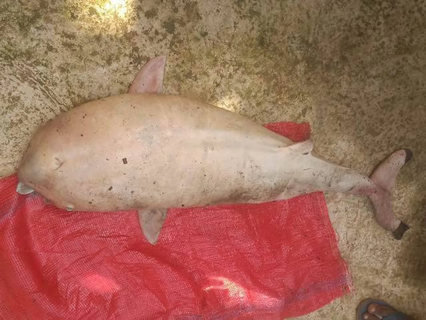 ଚିଲିକାରୁ ମୃତ ଡଲଫିନ ଛୁଆ ଉଦ୍ଧାର