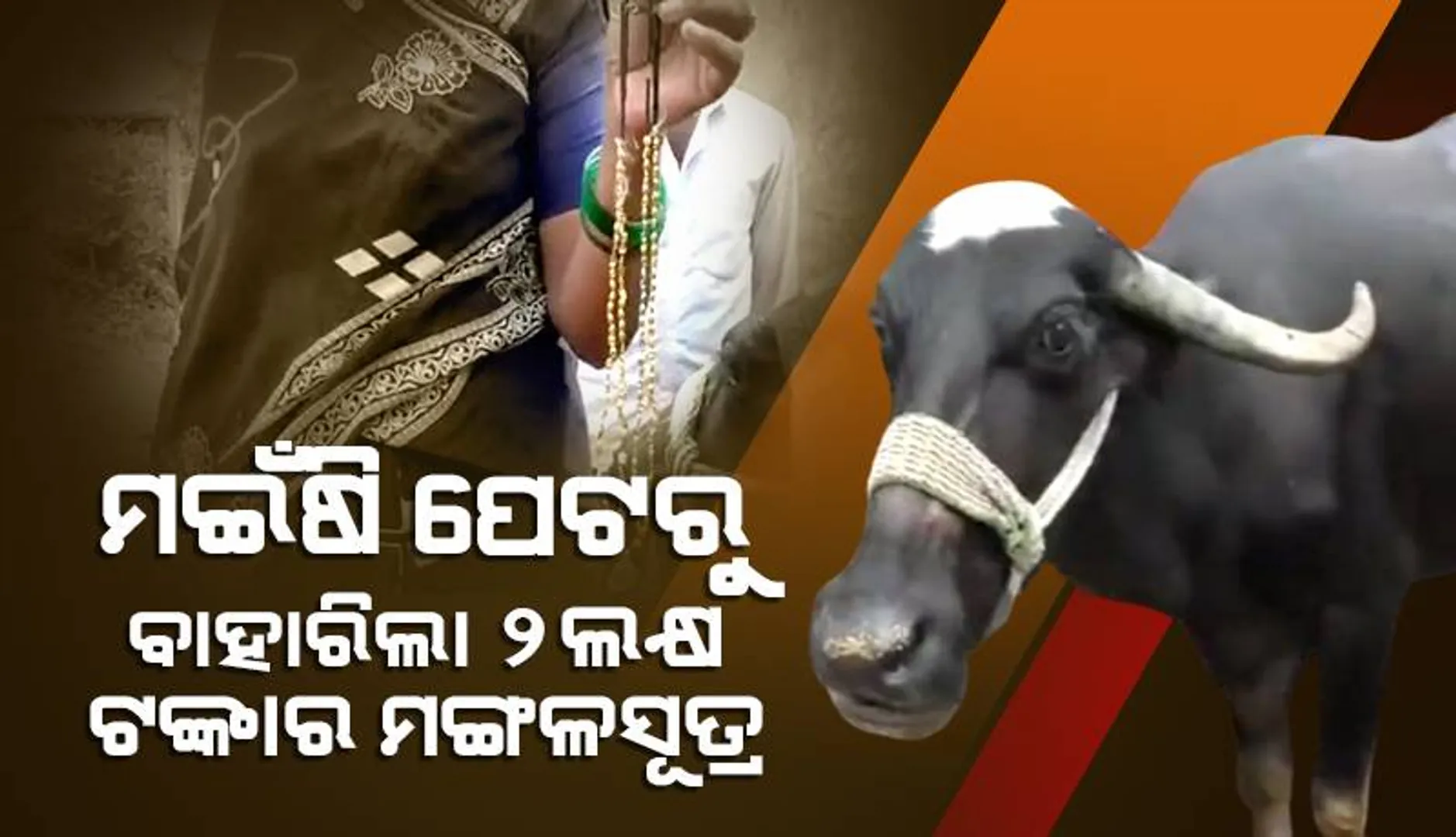 ମଇଁଷି ପେଟରୁ ବାହାରିଲା ୨ଲକ୍ଷ ଟଙ୍କାର ମଙ୍ଗଳସୂତ୍ର