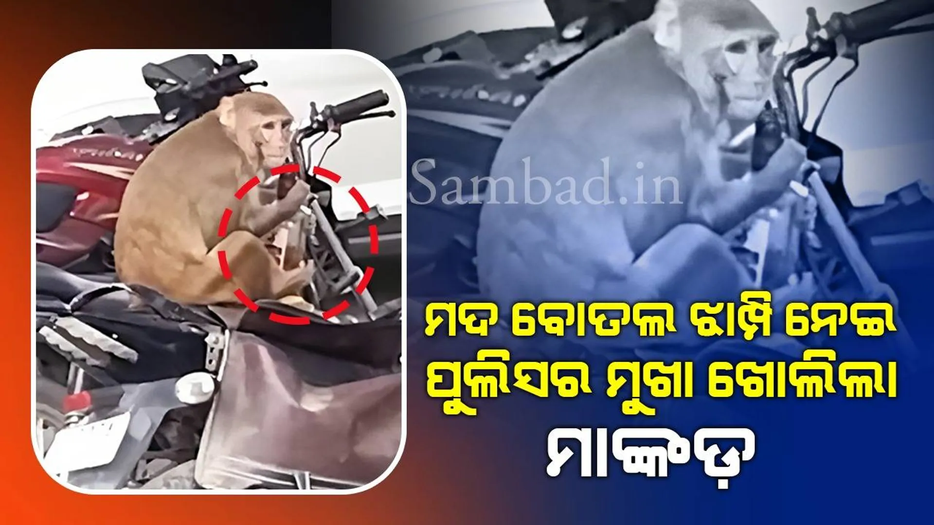 ପୁଲିସ ଗାଡ଼ିରୁ ମଦ ବୋତଲ ଝାମ୍ପି ନେଲା ମାଙ୍କଡ଼, ଥାନାବାବୁଙ୍କୁ ଭର୍ସନା କଲେ ଲୋକେ