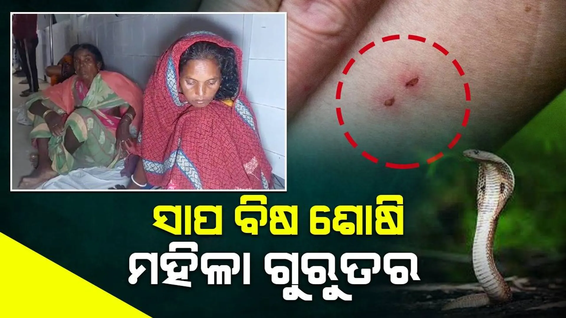 ସର୍ପାଘାତର ଶିକାର ହୋଇଥିବା ମହିଳାଙ୍କ ବିଷ ଝାଡ଼ି ବାନ୍ଧବୀ ଗୁରୁତର