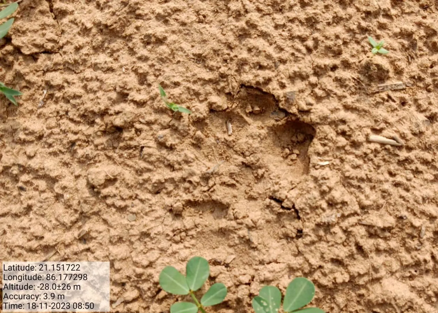 ଆନନ୍ଦପୁରରେ ବାଘର ପାଦଚିହ୍ନ ଠାବ