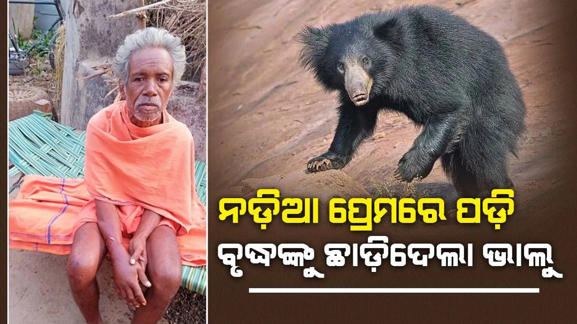 ନଡ଼ିଆ ଲୋଭରେ ବୃଦ୍ଧଙ୍କୁ ଛାଡ଼ିଦେଲା ଭାଲୁ