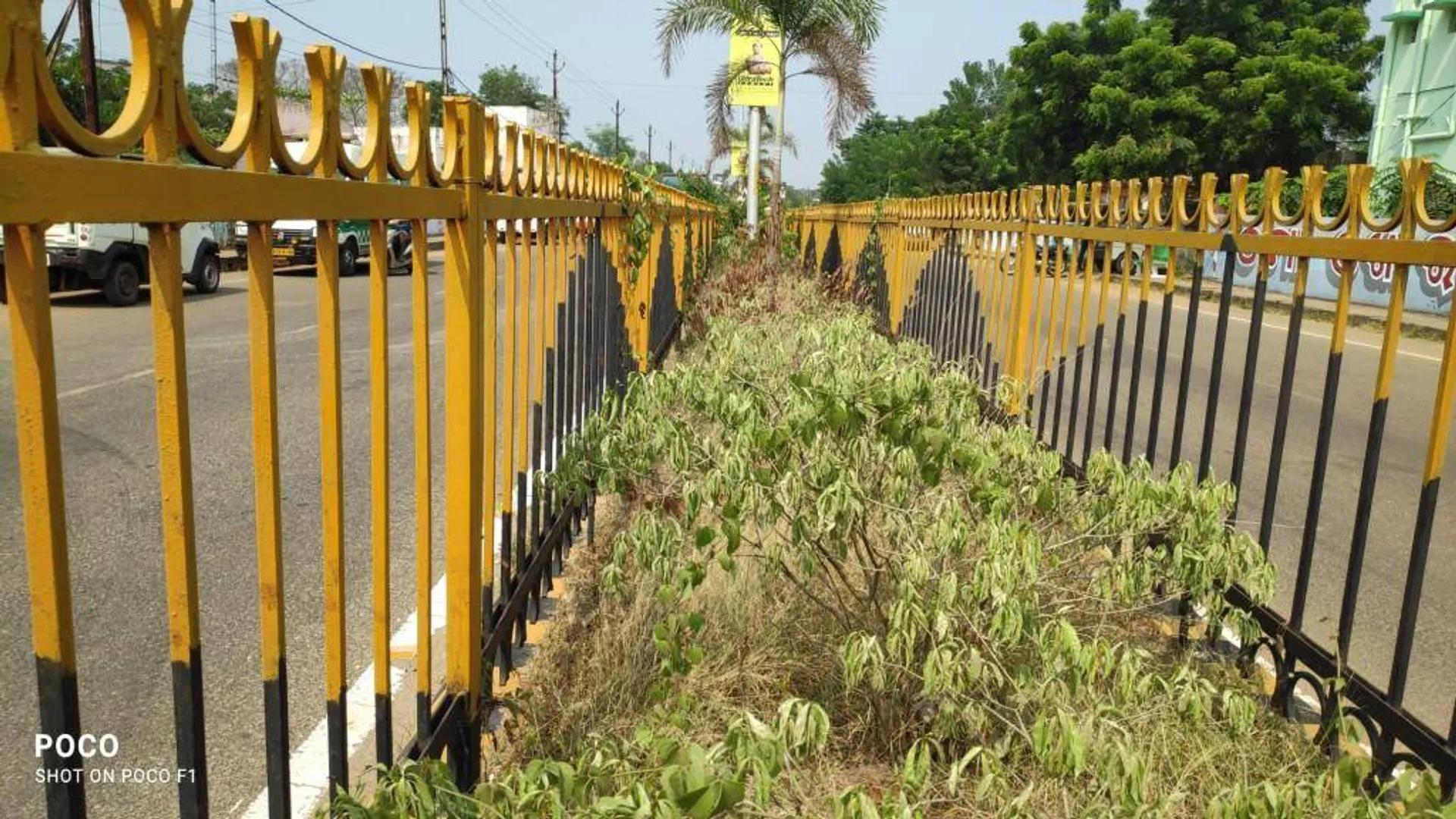 ଖୋର୍ଦ୍ଧା ପୌରପରିଷଦ: ସୌନ୍ଦର୍ଯ୍ୟକରଣ ନାମରେ ଲକ୍ଷାଧିକ ଟଙ୍କାର ଗଛ ଲଗାଇ ଭୁଲିଗଲେ