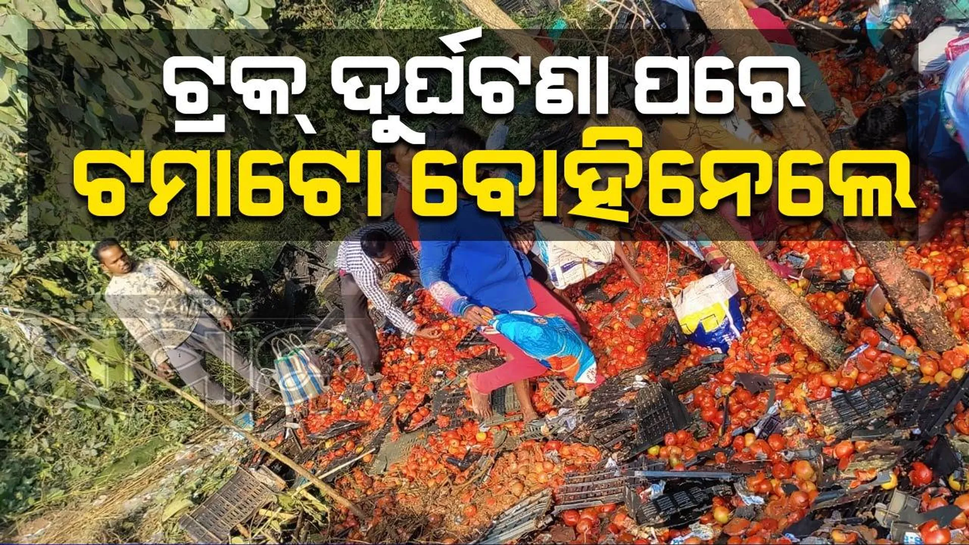 ଓଲଟିଲା ଟମାଟୋ ବୋଝେଇ ଟ୍ରକ୍‌, ମାନବିକତା ଦେଖାଇବା ବଦଳରେ ବିଲାତି ବୋହିନେଲେ ଲୋକେ 