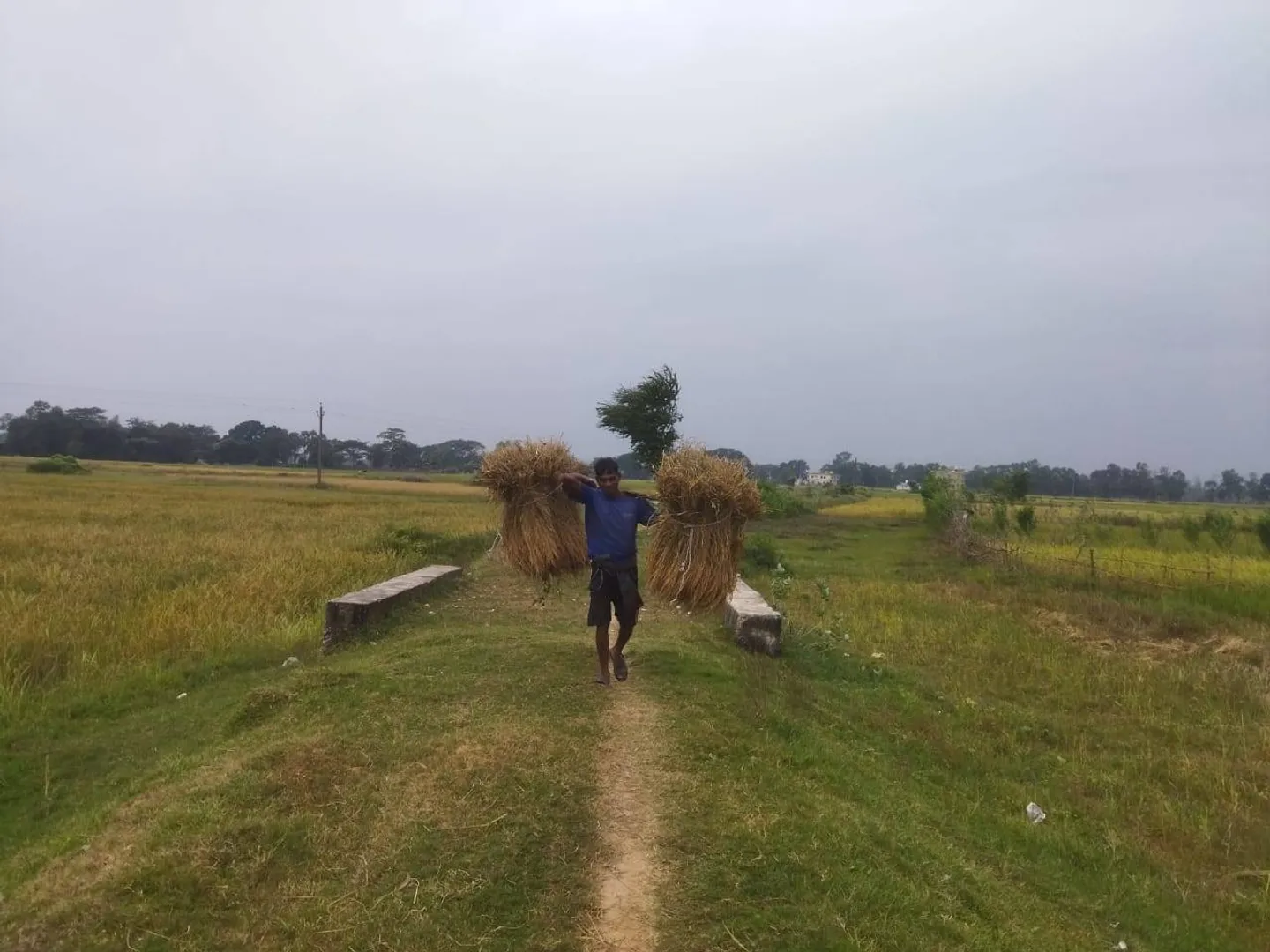 ଆକାଶରେ ମେଘ ଦେଖି ଚାଷୀ ତରତର