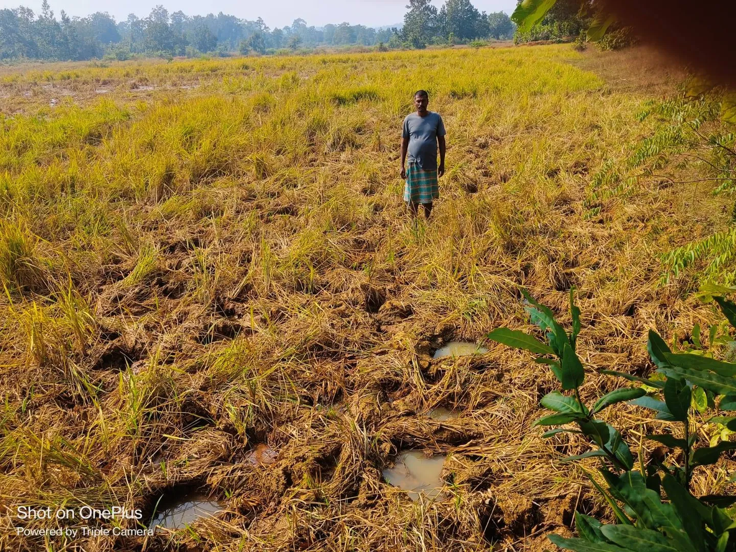ଘର ଭାଙ୍ଗିଲେ, ଫସଲ ଦଳିଦେଲେ ହାତୀ