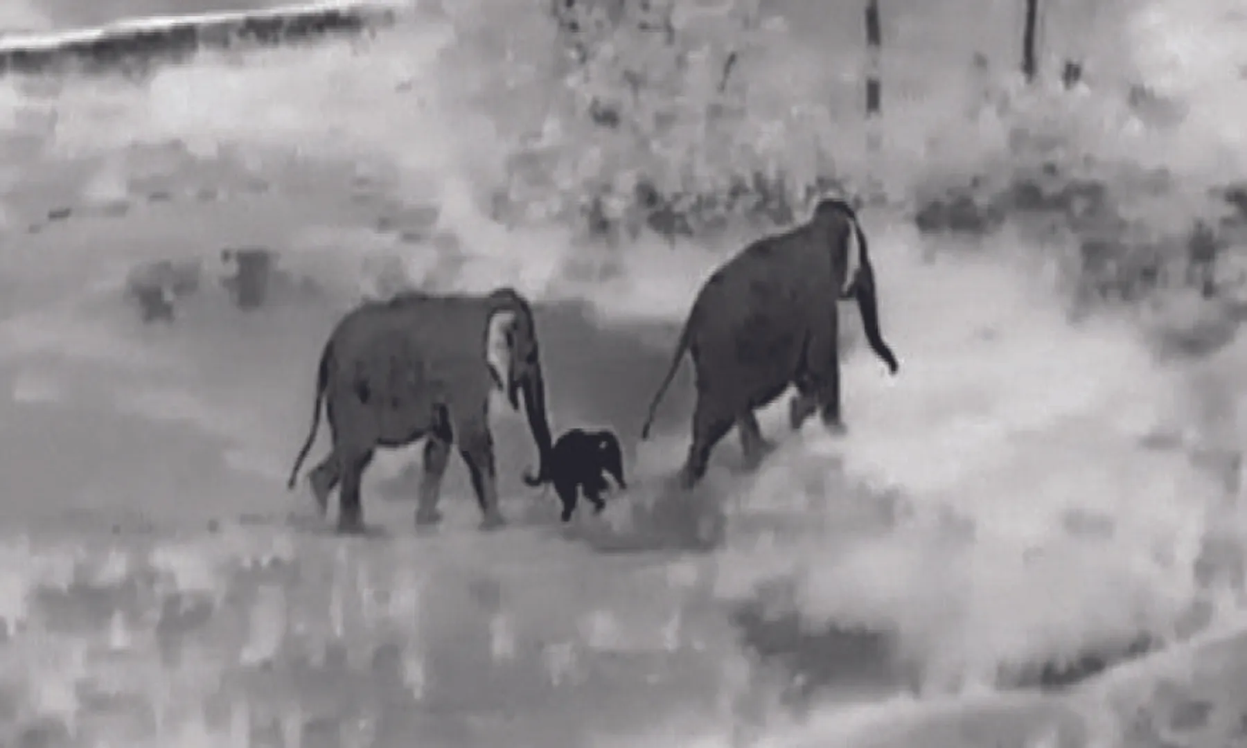 ଜଙ୍ଗଲରେ ବୁଲୁଛି ଅସୁସ୍ଥ ହାତୀଛୁଆ