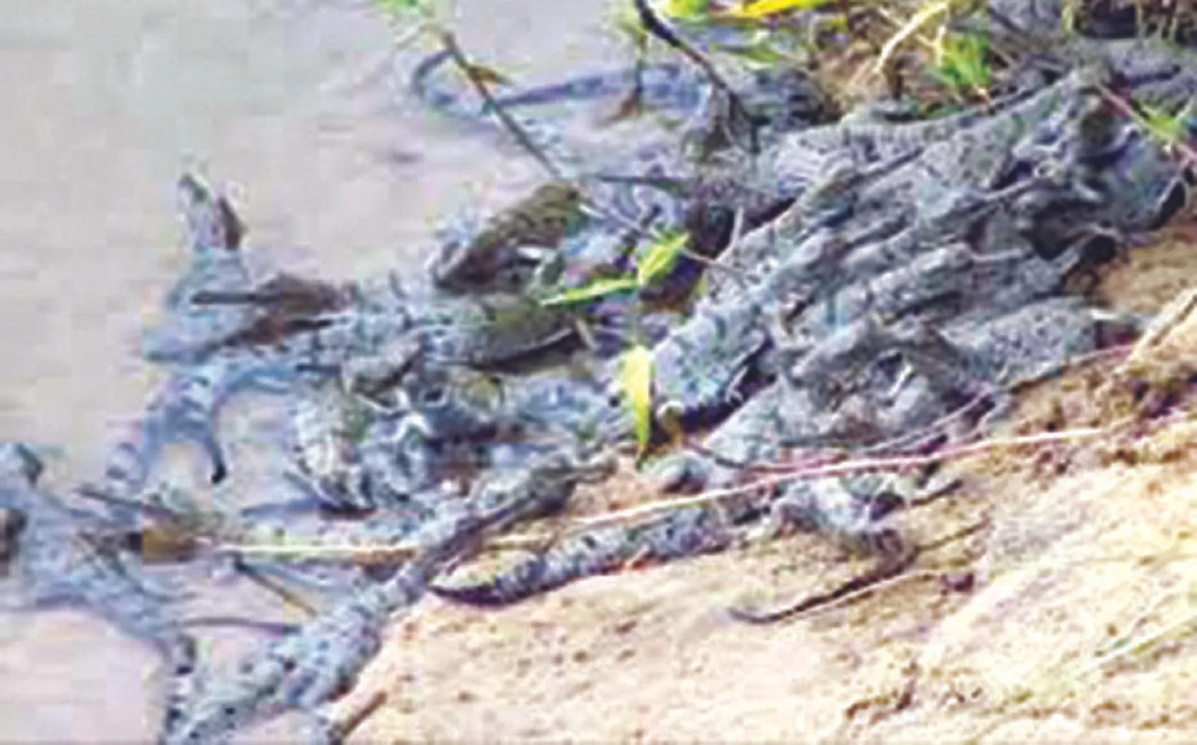 ପ୍ରକୃତିର ଉପହାରକୁ ନେଇ ସାତକୋଶିଆରେ ଖେଳ: ପୁଣି ଘଡ଼ିଆଳ ବଂଶ ବୁଡ଼ାଇଦେବେ!
