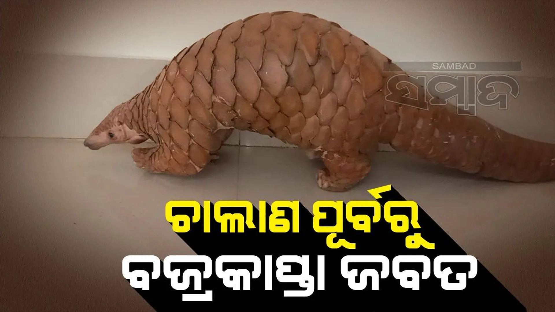 ଚାଲାଣ ପୂର୍ବରୁ ମାଡ଼ିବସିଲା ଏସ୍‌ଟିଏଫ୍‌: ଜୀବନ୍ତ ବଜ୍ରକାପ୍ତା ଉଦ୍ଧାର, ଯୁବକ ଗିରଫ