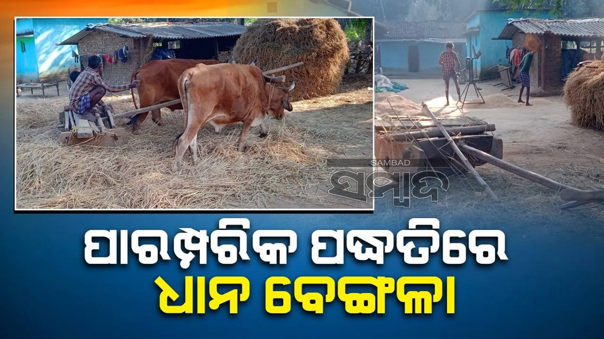 ଅଲୋଡ଼ା ହୋଇନି ପାରମ୍ପରିକ ପଦ୍ଧତି: ଧାନ ବେଙ୍ଗଳା ପାଇଁ କାଠଗଣ୍ଡି ବ୍ୟବହାର କରନ୍ତି ଚାଷୀ