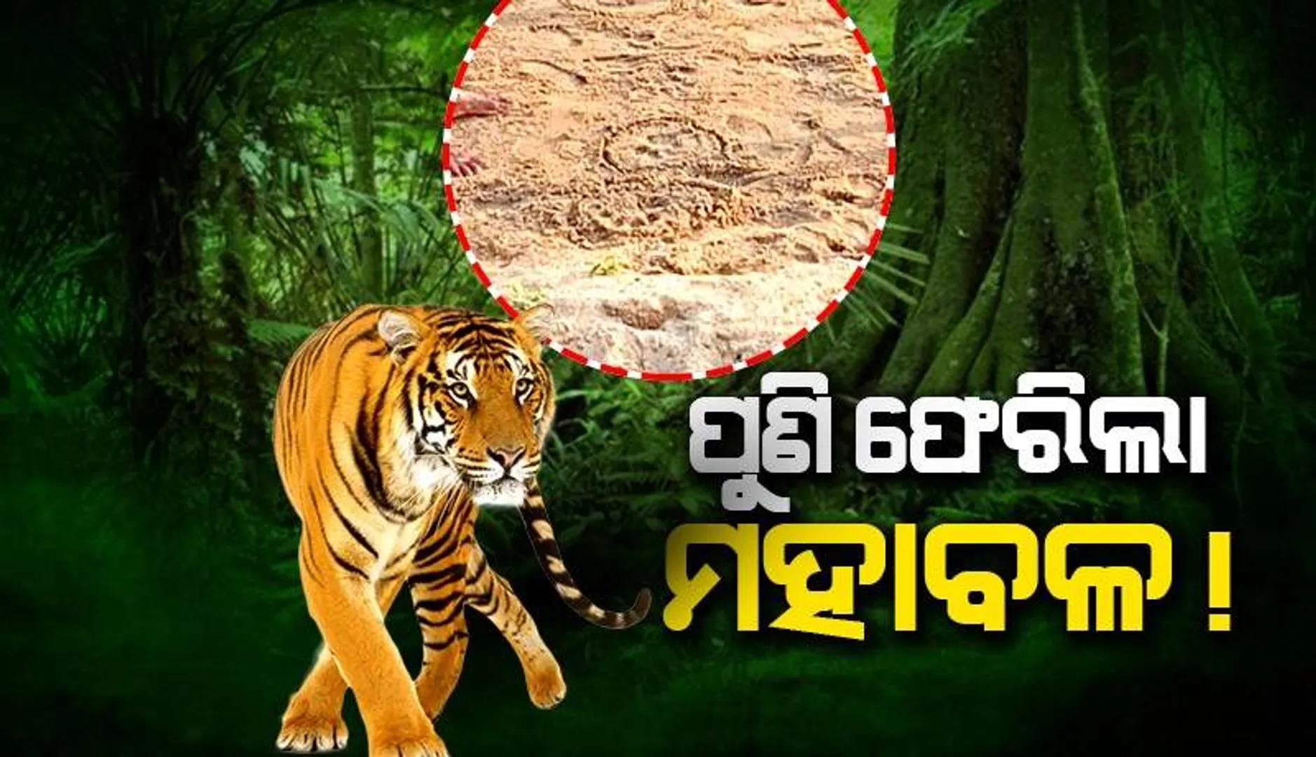 ବାଘକୁ ଠାବ ପାଇଁ ଟ୍ରାପ୍‌ କ୍ୟାମେରା ଲଗାଇଲା ବନ ବିଭାଗ