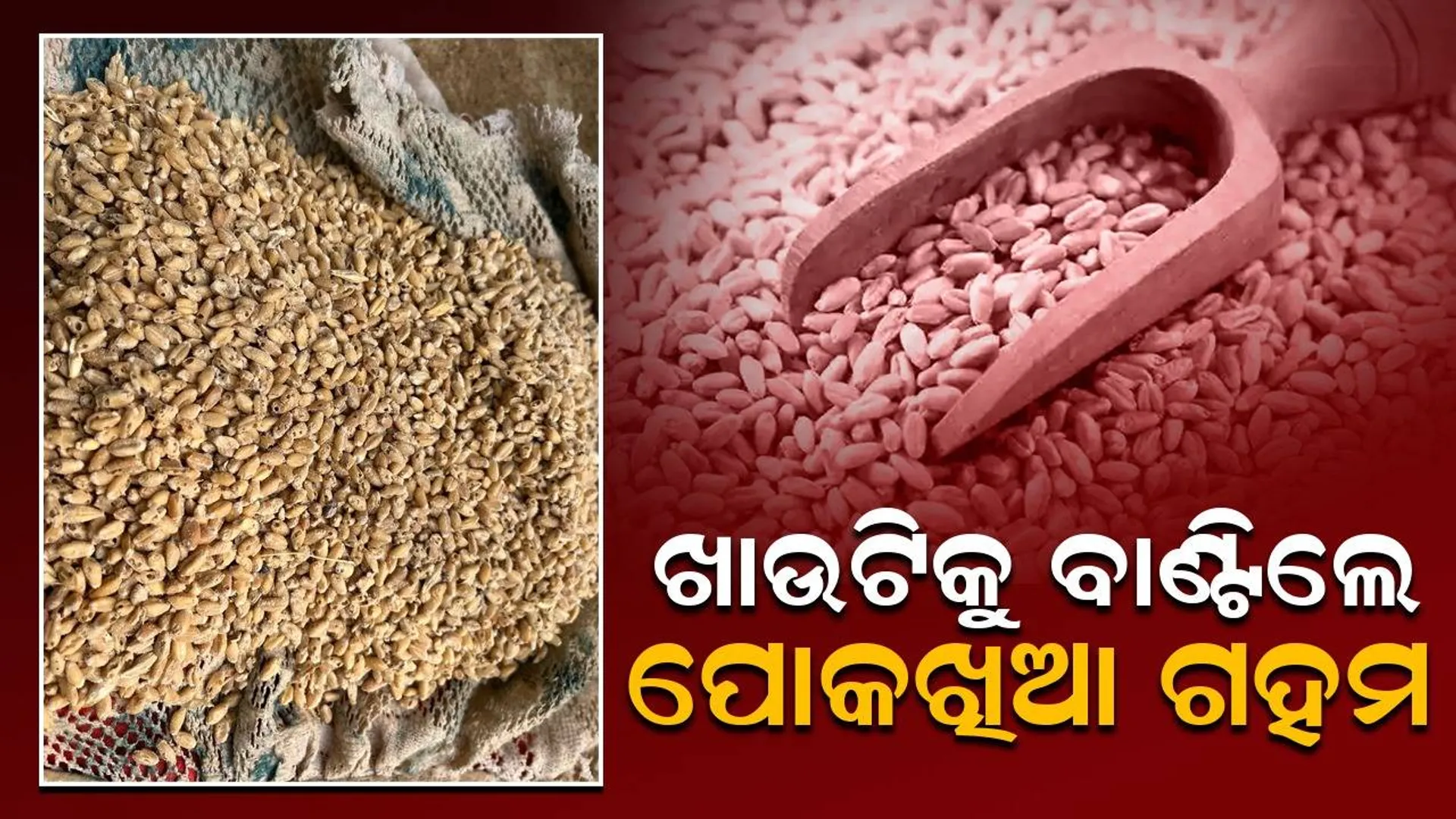 ଖାଉଟିଙ୍କୁ ବାଣ୍ଟିଲେ ପୋକଖିଆ ଗହମ; ଦେଖାଇଲେ ନାଲିଆଖି, ଚାଉଳ ବନ୍ଦ ନେଇ ଦେଲେ ଧମକ