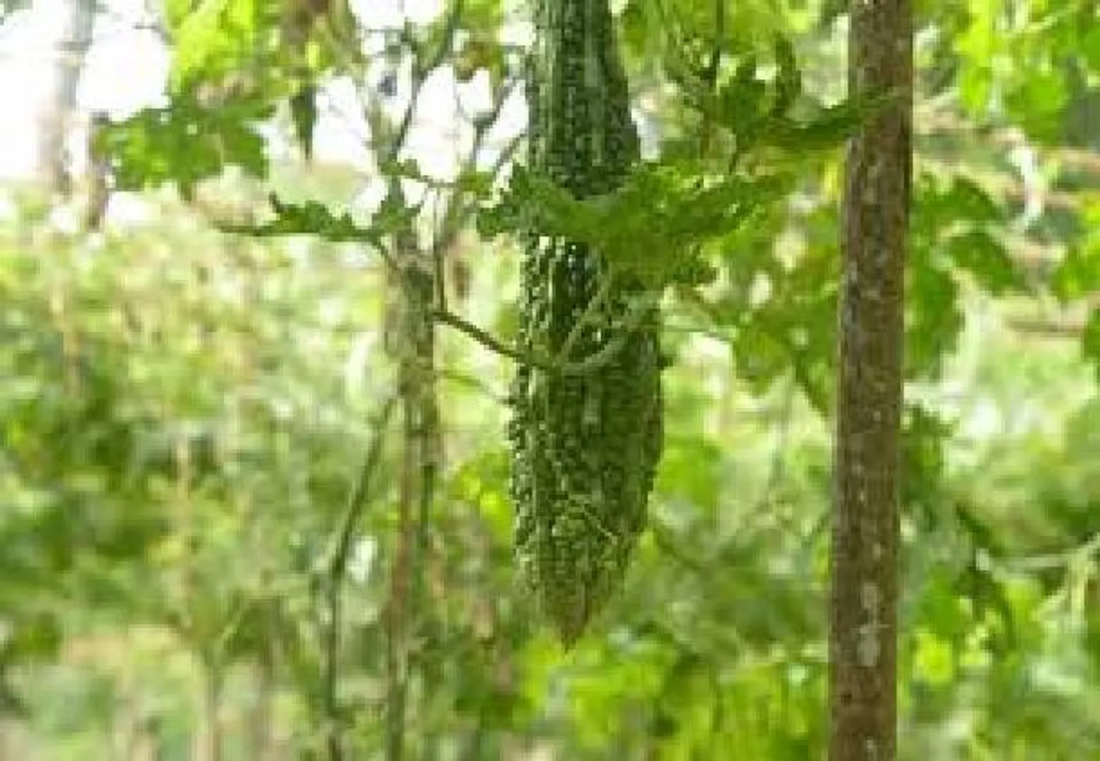 ଏହି କ୍ଷେତ୍ରରେ ଅତ୍ୟଧିକ କଲରା ଖାଇବା ମନା