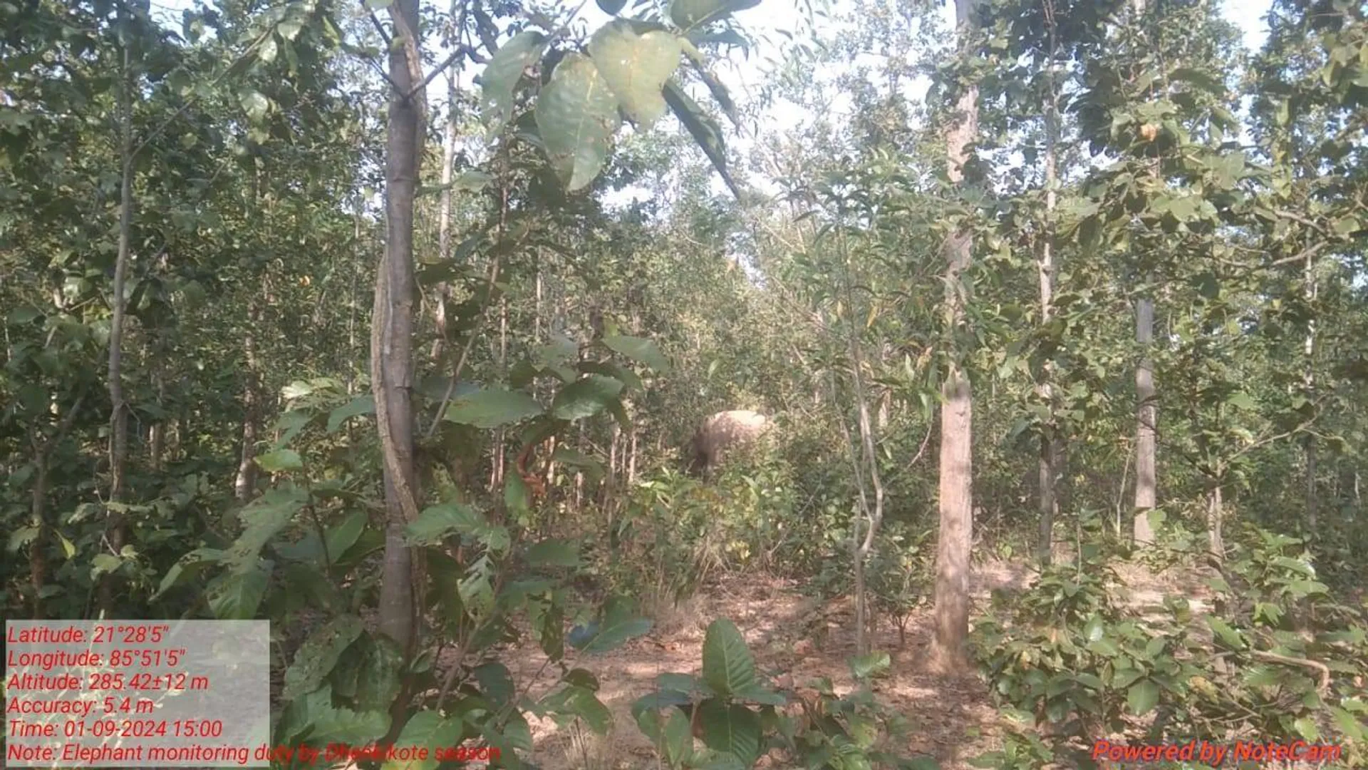 ଢେଙ୍କିକୋଟରେ ପଶିଲା ଦନ୍ତା ହାତୀ