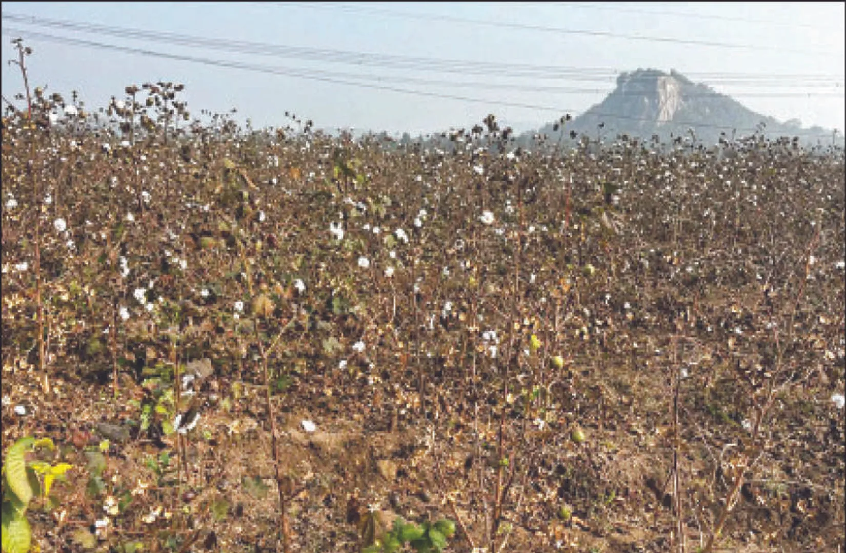 ଧଳାସୁନା ଚାଷରୁ ମୁହଁ ଫେରାଉଛନ୍ତି: ପ୍ରୋତ୍ସାହନ ଅଭାବ, କମିଲାଣି କପା ଚାଷ