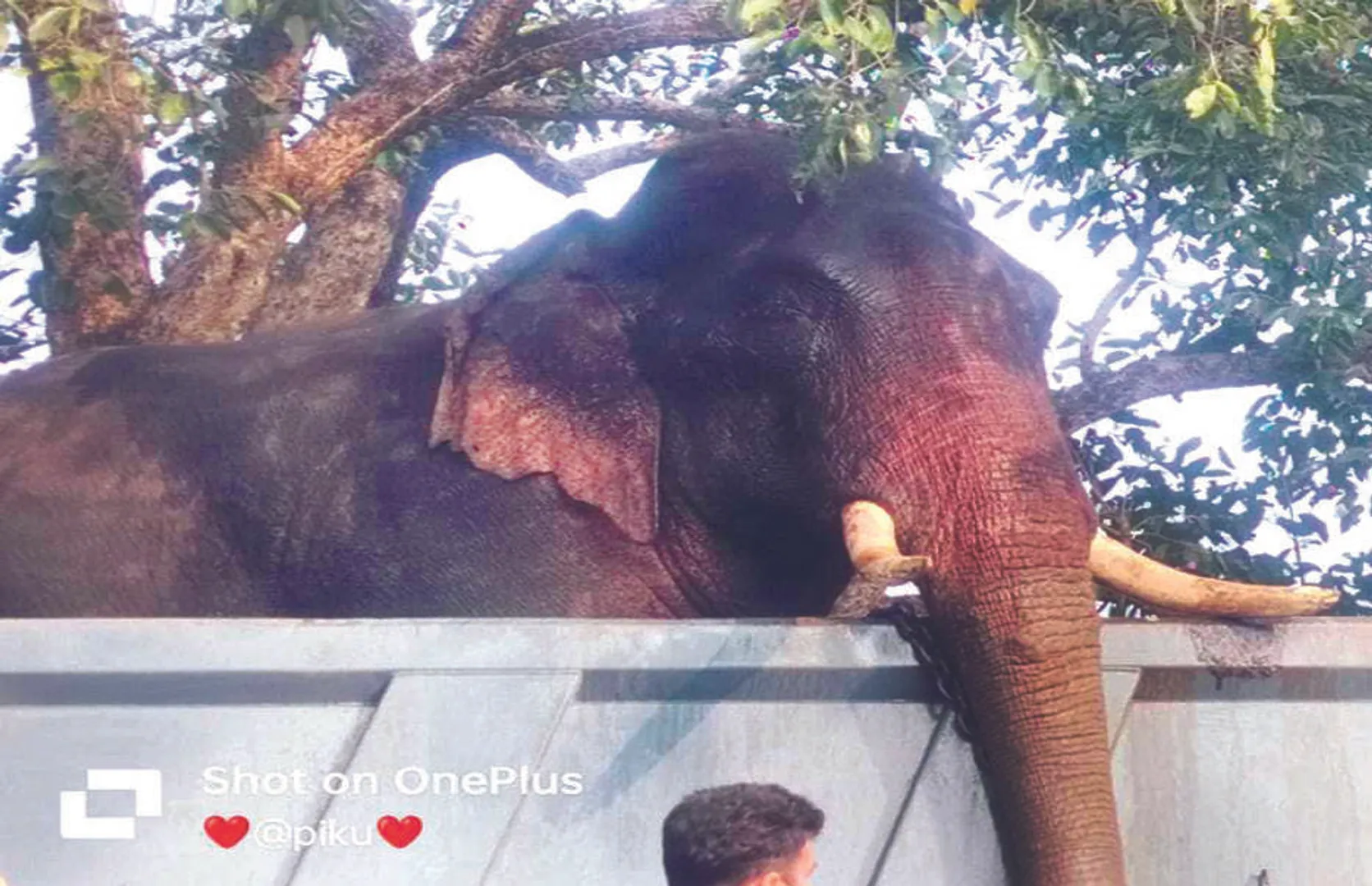 କପିଳାସରେ ବୌଦ୍ଧର ଉତ୍ପାତିଆ ଦନ୍ତା