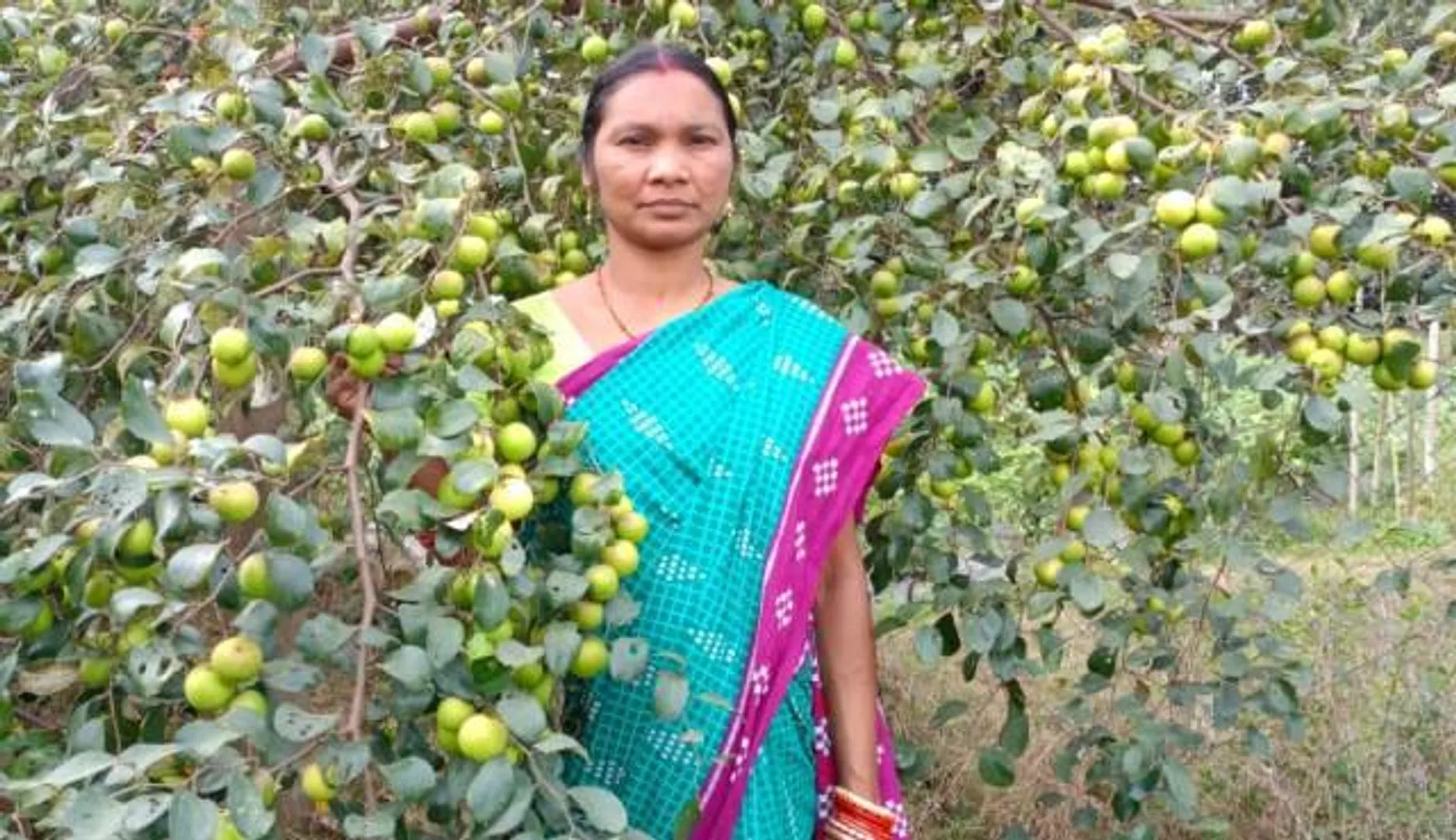 କଶ୍ମୀରୀ କୋଳି ଚାଷ ପାଇଁ ଚର୍ଚ୍ଚାରେ ଘଟଗାଁର ସୁକୁମାରୀ