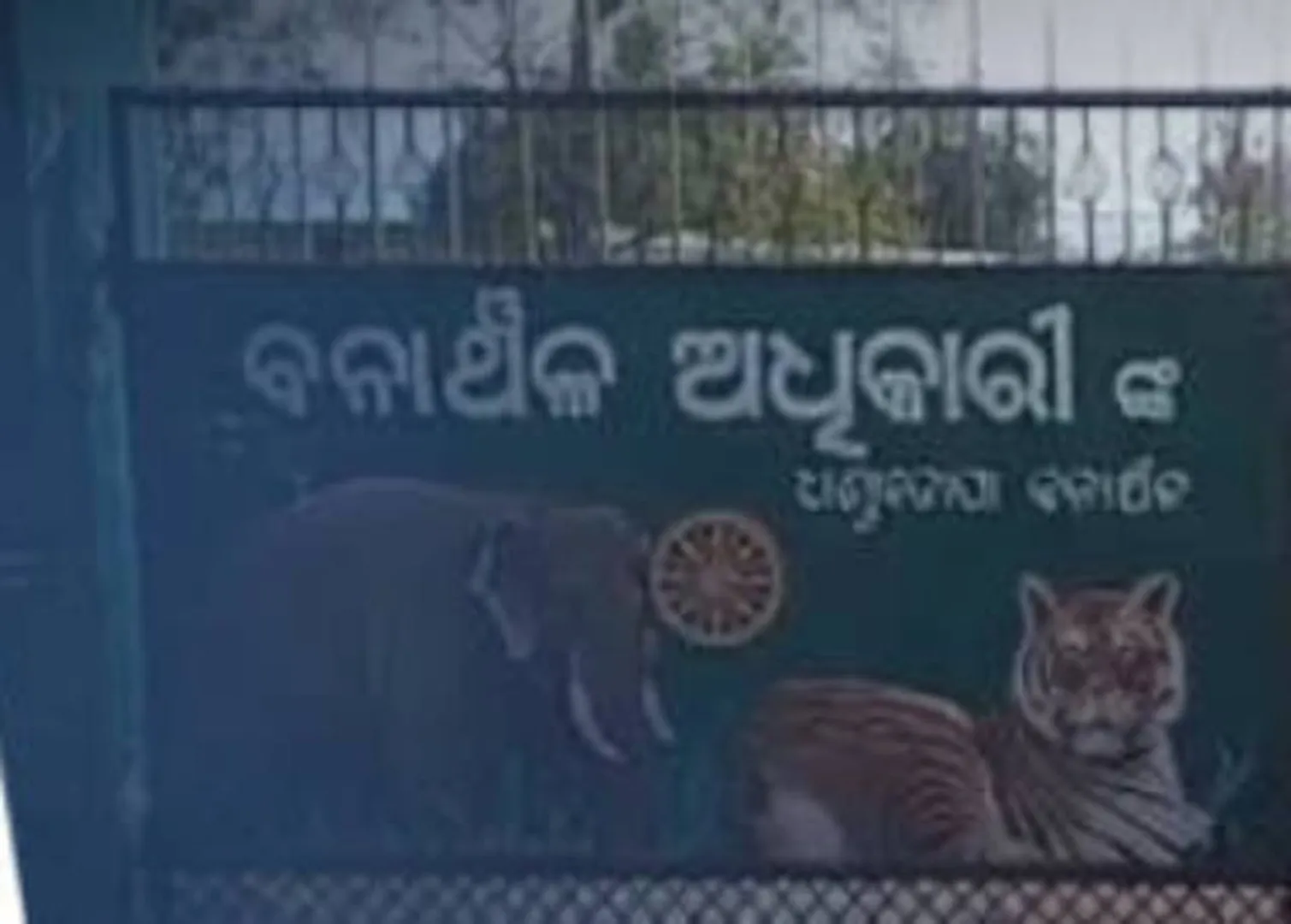ଆଠମଲ୍ଲିକ ବନଖଣ୍ଡରୁ କଲରାପତରିଆ ବାଘର ମୃତଦେହ ଉଦ୍ଧାର