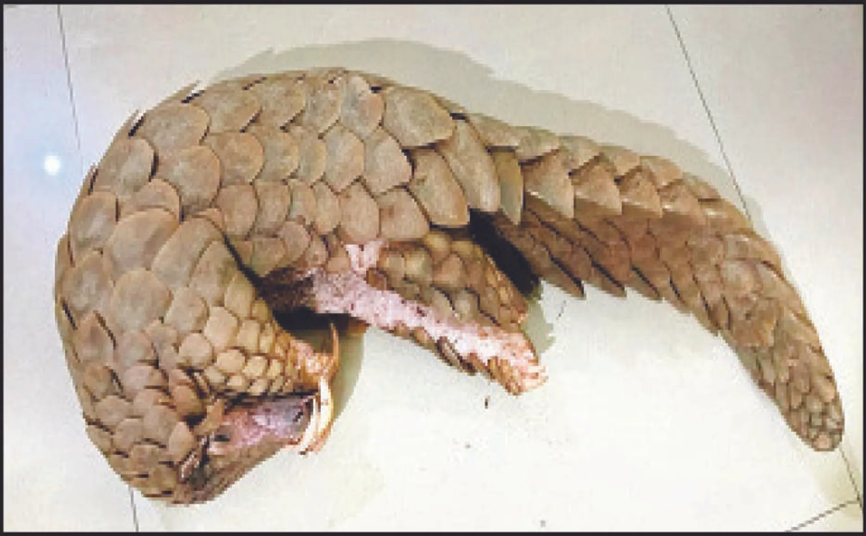 ଜୀବନ୍ତ ବଜ୍ରକାପ୍ତା ଉଦ୍ଧାର, ୨ ମାଫିଆ ଗିରଫ
