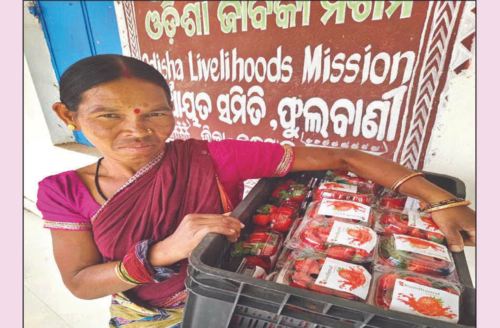 କନ୍ଧମାଳ: ହଳଦୀ ପରେ ଷ୍ଟ୍ରବେରି: ଦୈନିକ ୧ କ୍ବିଣ୍ଟାଲ ଉତ୍ପାଦିତ ହେଉଛି