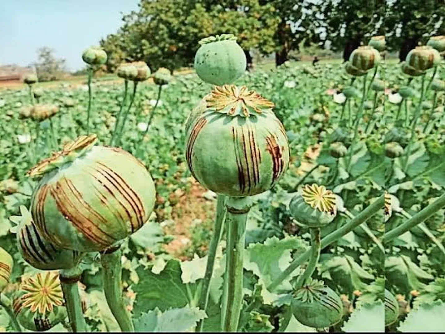 ସରଣ୍ଡାରେ ବେଧଡ଼କ ଚାଲିଛି ଅଫିମ ଚାଷ