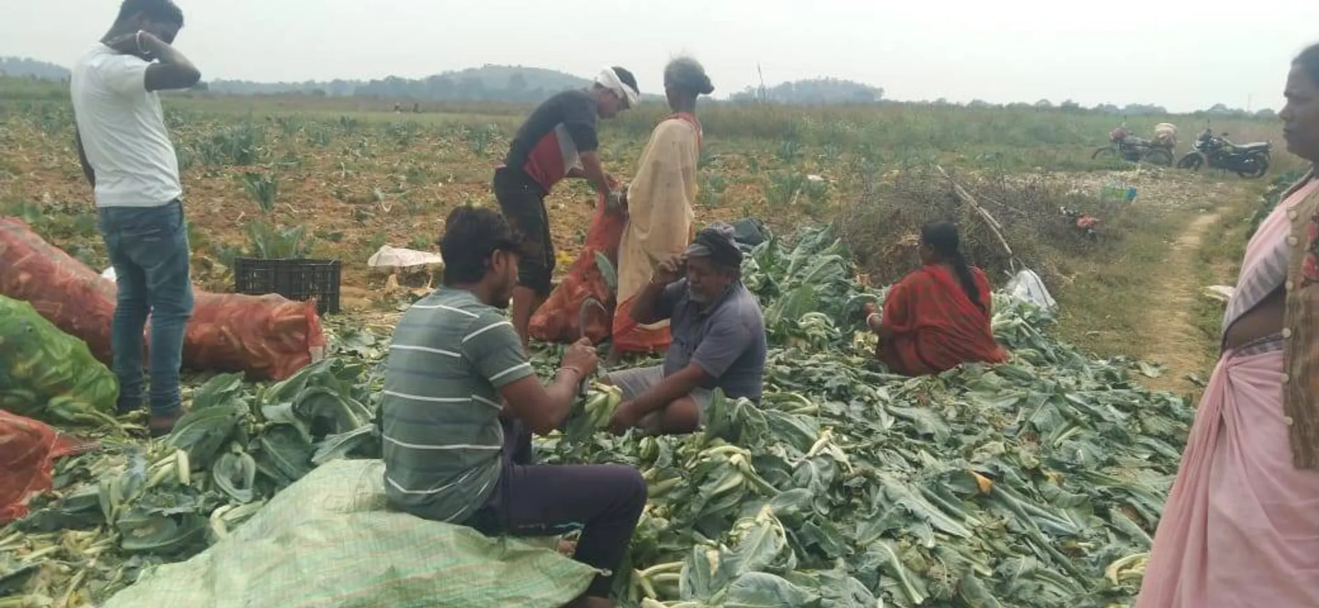 ବାହାର ବ୍ୟବସାୟୀଙ୍କ ପସନ୍ଦ ନୂଆଗାଁ ପରିବା: ଯାଉଛି ଝାଡ଼ଖଣ୍ଡ, କୋଲକାତା ଓ ଛତିଶଗଡ