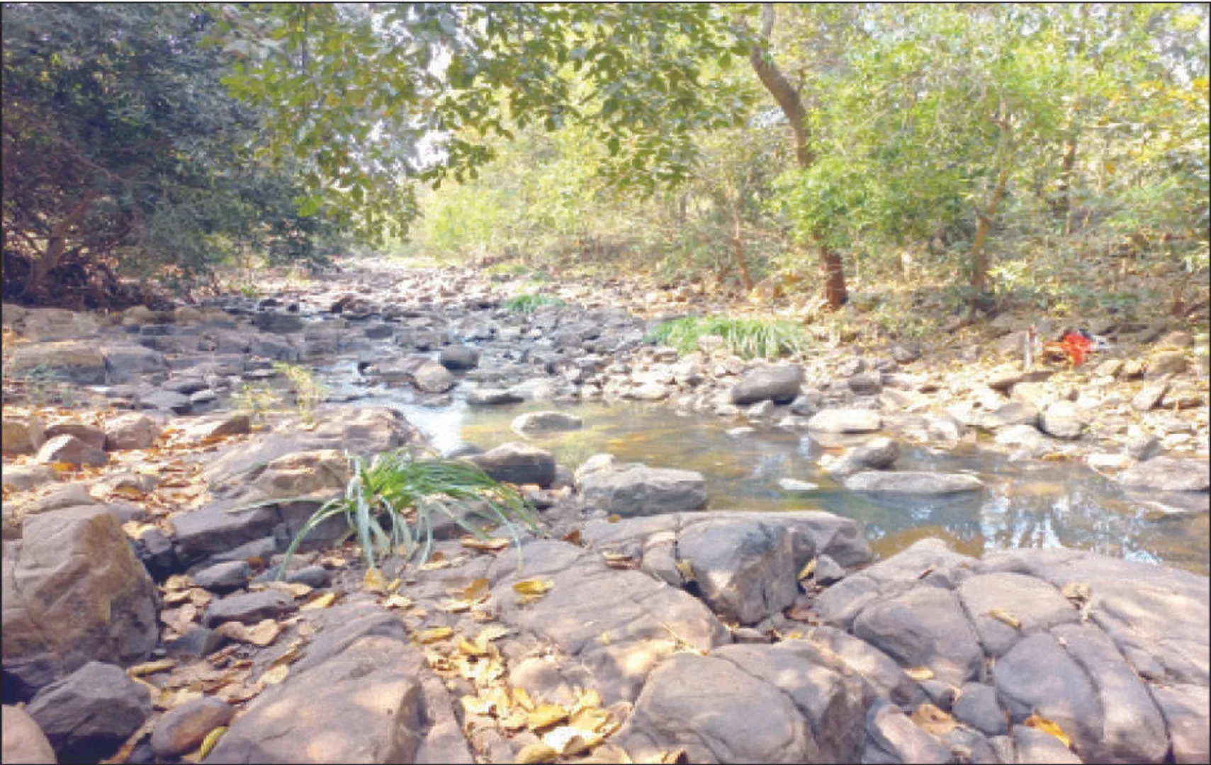 ଖରା ଆରମ୍ଭରୁ ସ୍ଥିତି ସଂଗିନ: ନଦୀ ଅଛି, ପାଣି ନାହିଁ