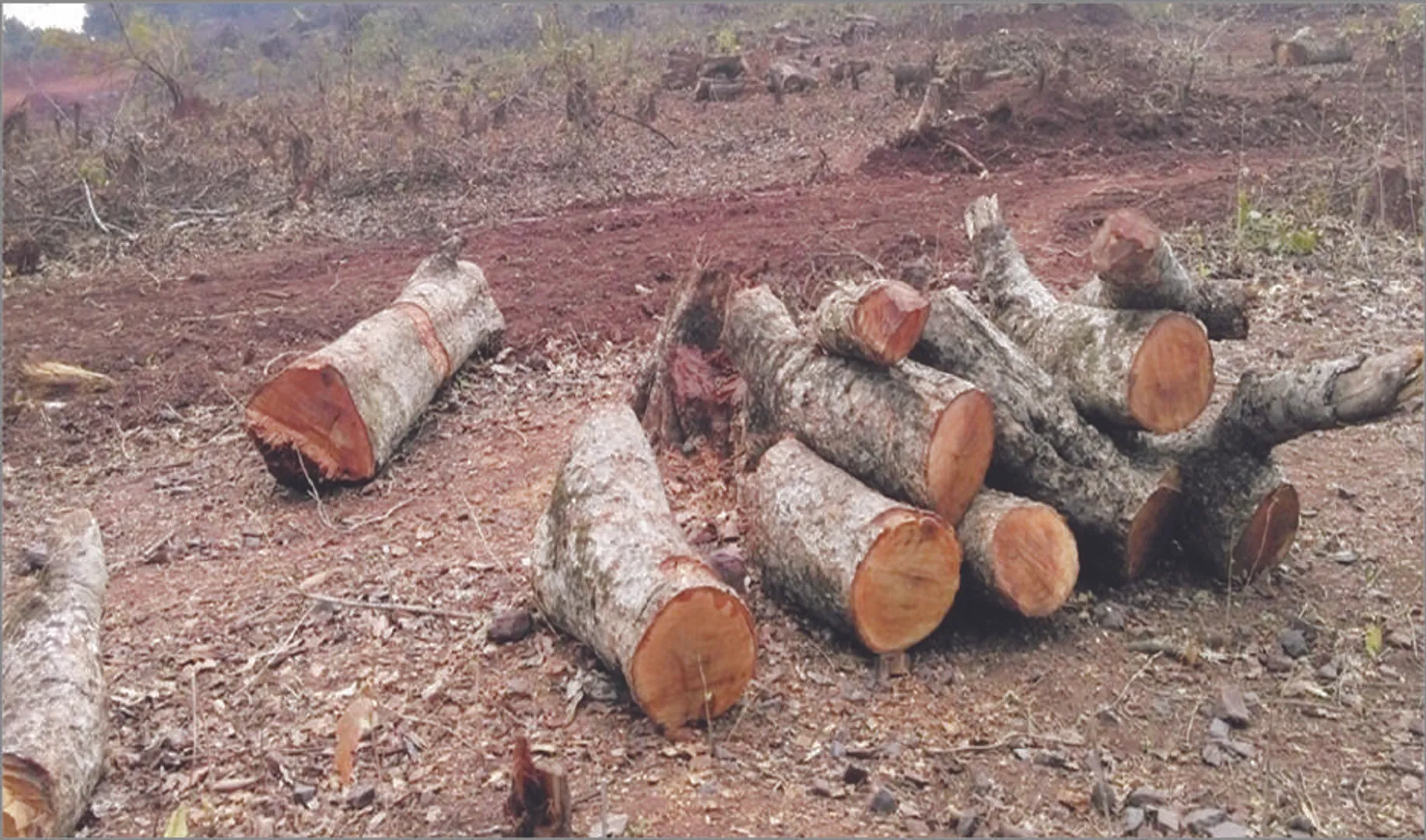 କେନ୍ଦୁଝରରେ ଗଛ କଟିଲା, କୋରାପୁଟରେ ଲାଗିଲା: ଜିଲ୍ଲାରେ ନାହିଁ ବୃହତ୍‌ ଅଣଜଙ୍ଗଲ ଜମି