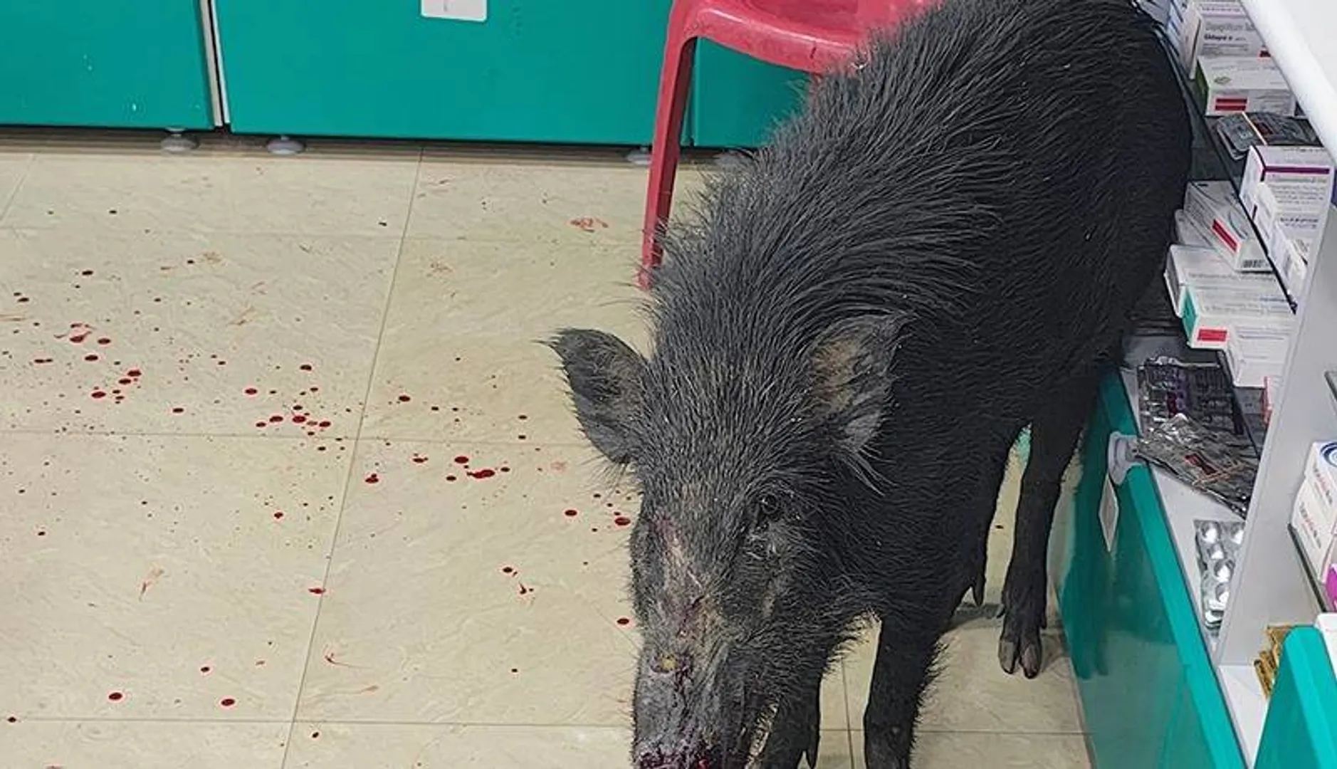 ଔଷଧ ଦୋକାନରେ ପଶିଗଲା ଜଙ୍ଗଲୀ ବାର୍‌ହା, ଉଦ୍ଧାର କଲା ବନ ବିଭାଗ