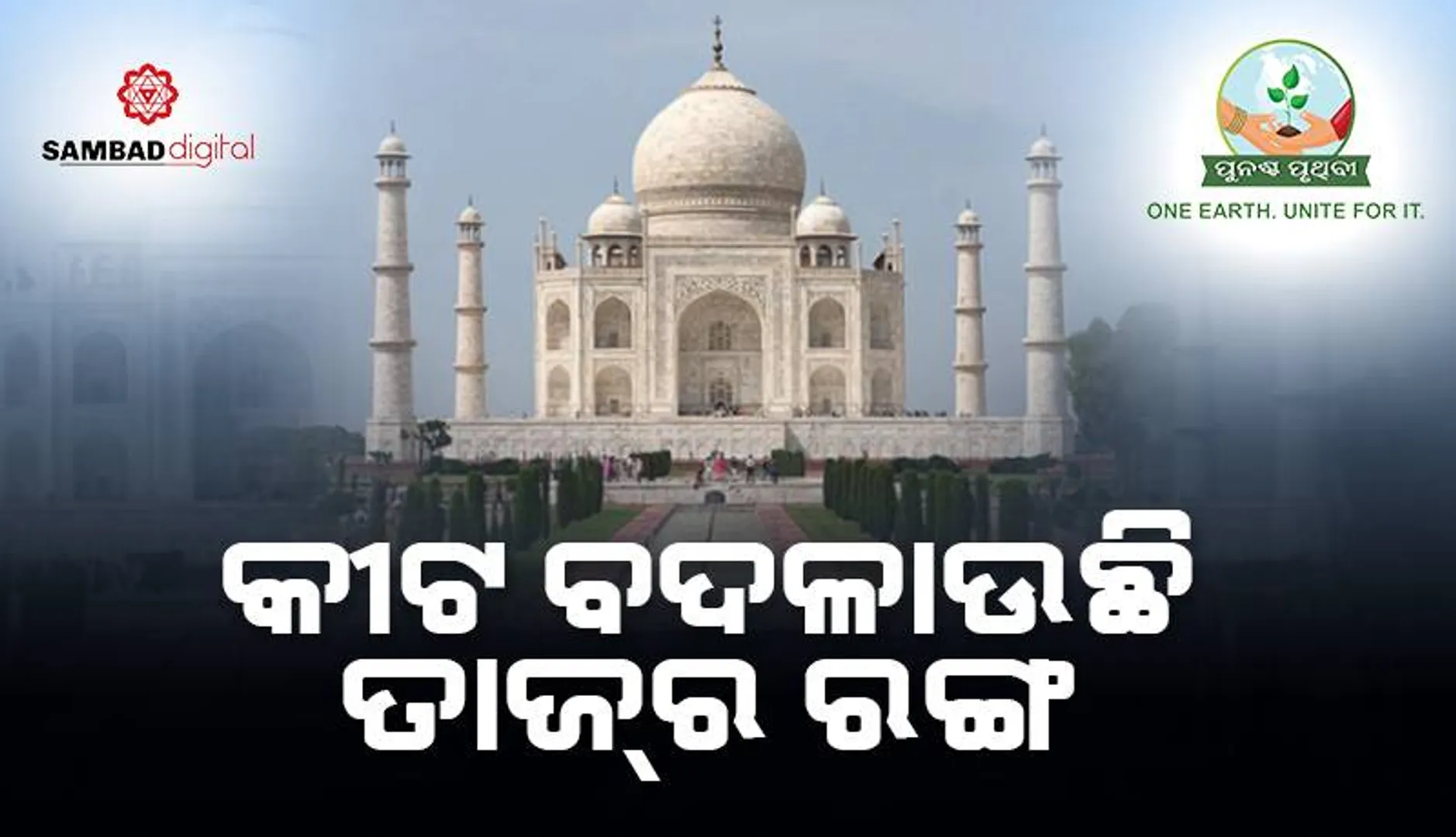 କୀଟ ବଦଳାଉଛି ତାଜ୍‌ର ରଙ୍ଗ