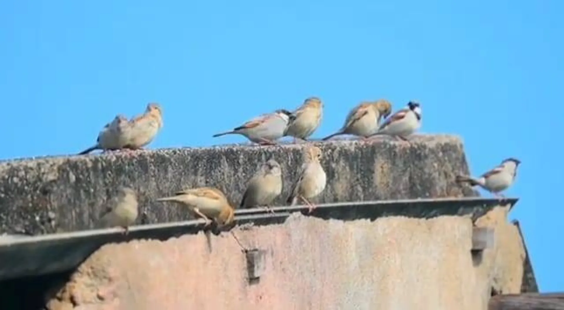 ବିଲୁପ୍ତ ଅବସ୍ଥାରେ ଘରଚଟିଆ: ପୂର୍ବ ଭଳି ଆଉ ଶୁଭୁନାହିଁ ଚିକିରି ମିକିରି ଡାକ