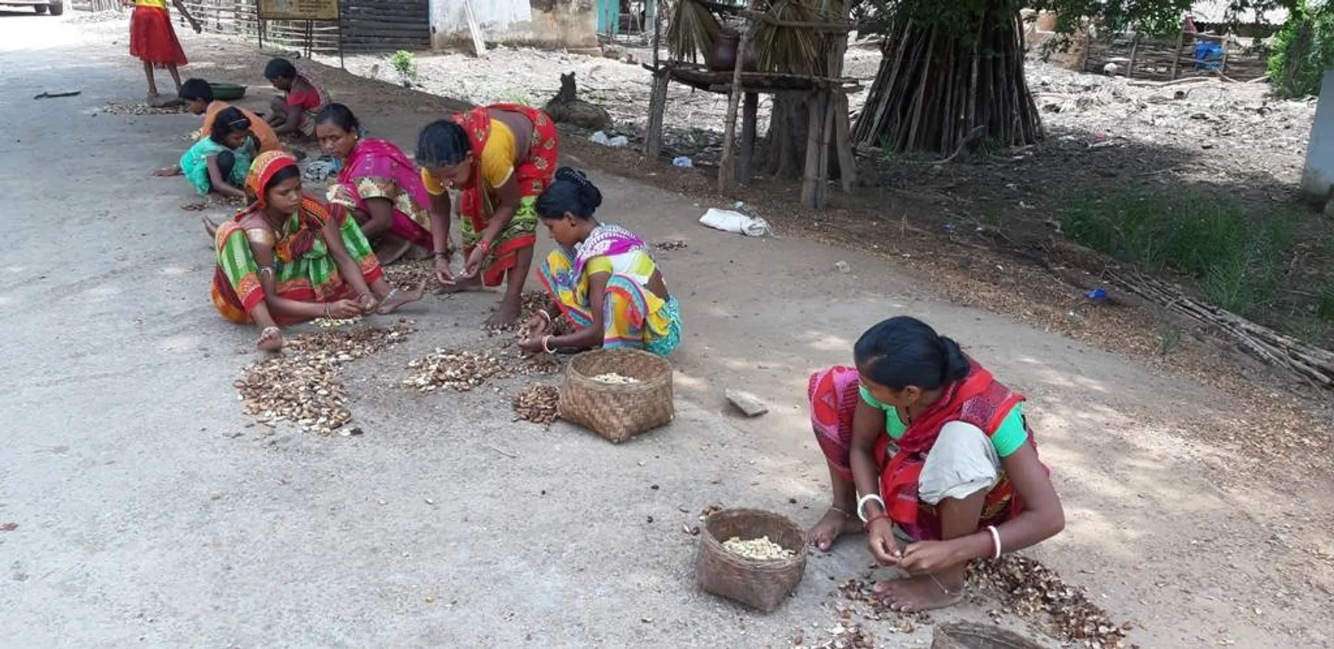ଆଦିବାସୀଙ୍କ ରୋଜଗାରର ମାଧ୍ୟମ ପାଲଟିଛି ଟୋଲା ମଞ୍ଜି; ବାରରେ ଦର ନଥିବାରୁ ଫାଇଦା ଉଠାଉଛନ୍ତି ଦଲାଲ