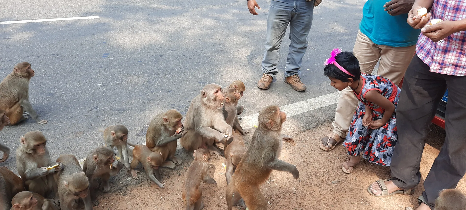 ଜଂଗଲରେ ଖାଦ୍ୟର ଅଭାବ: ଜଂଗଲି ମାଙ୍କଡ଼ ଏବେ ସହର ମୁହାଁ, ଭୟ ନକରି ଲୋକଙ୍କ ହାତରୁ ଖାଦ୍ୟ ନେଉଛନ୍ତି