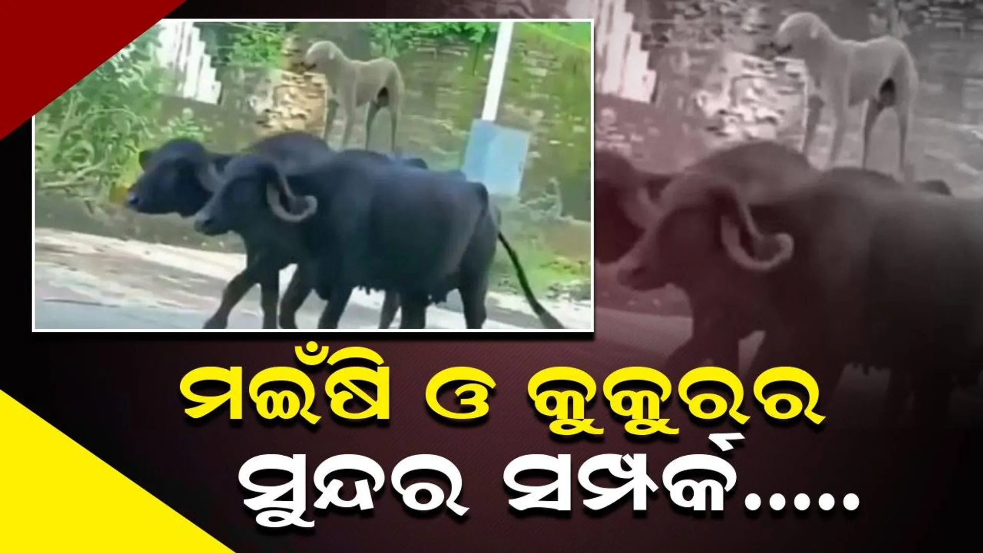 ମଇଁଷି ପିଠିରେ ଛିଡ଼ା ହୋଇ ବୁଲୁଛି କୁକୁର